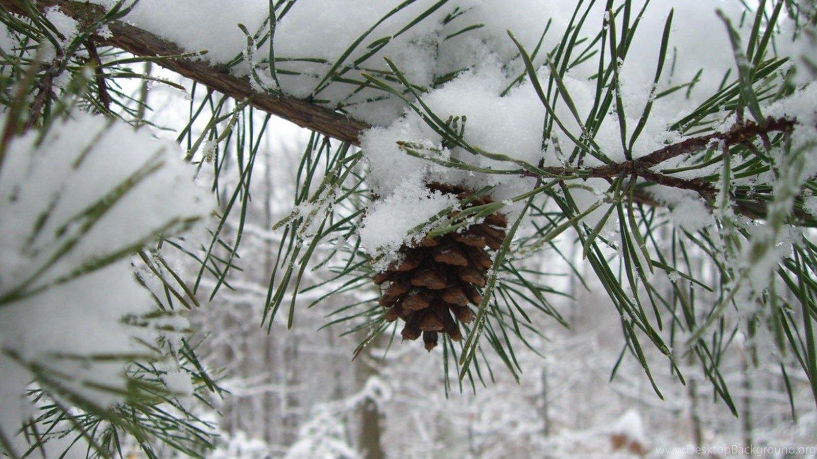 1600x900 MLeWallpaper.com Snowy Pine Branch Desktop Background