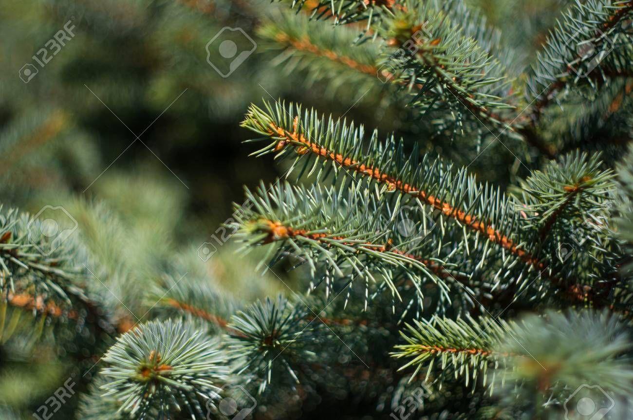 Pine Branch Wallpapers - Top Free Pine Branch Backgrounds - WallpaperAccess