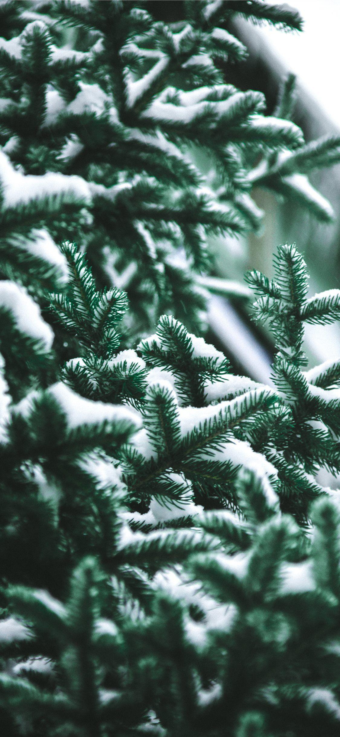 Pine Branch Wallpapers - Top Free Pine Branch Backgrounds - WallpaperAccess