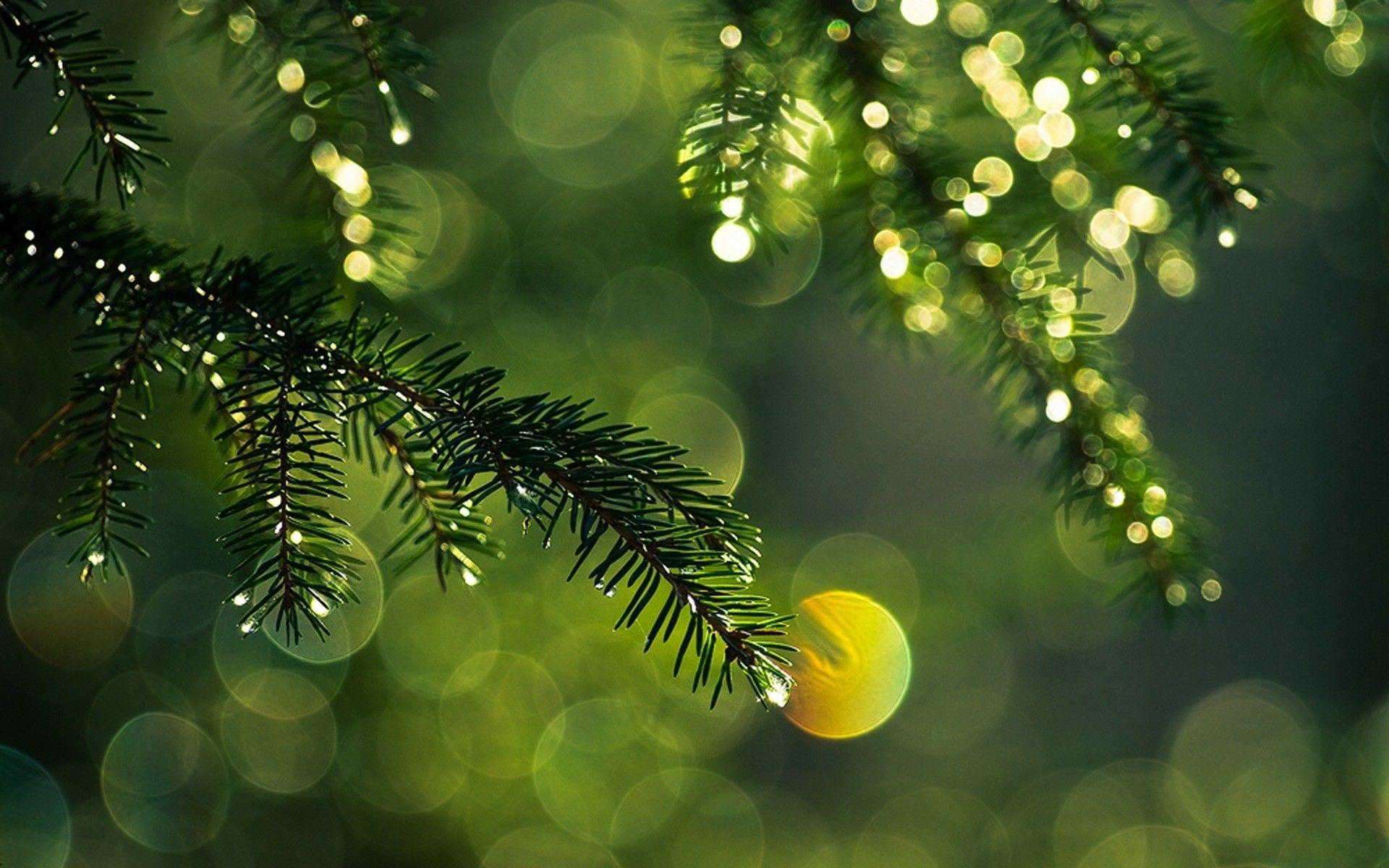 1920x1200 Pine Needle Dew : High Definition, High Resolution HD Wallpaper