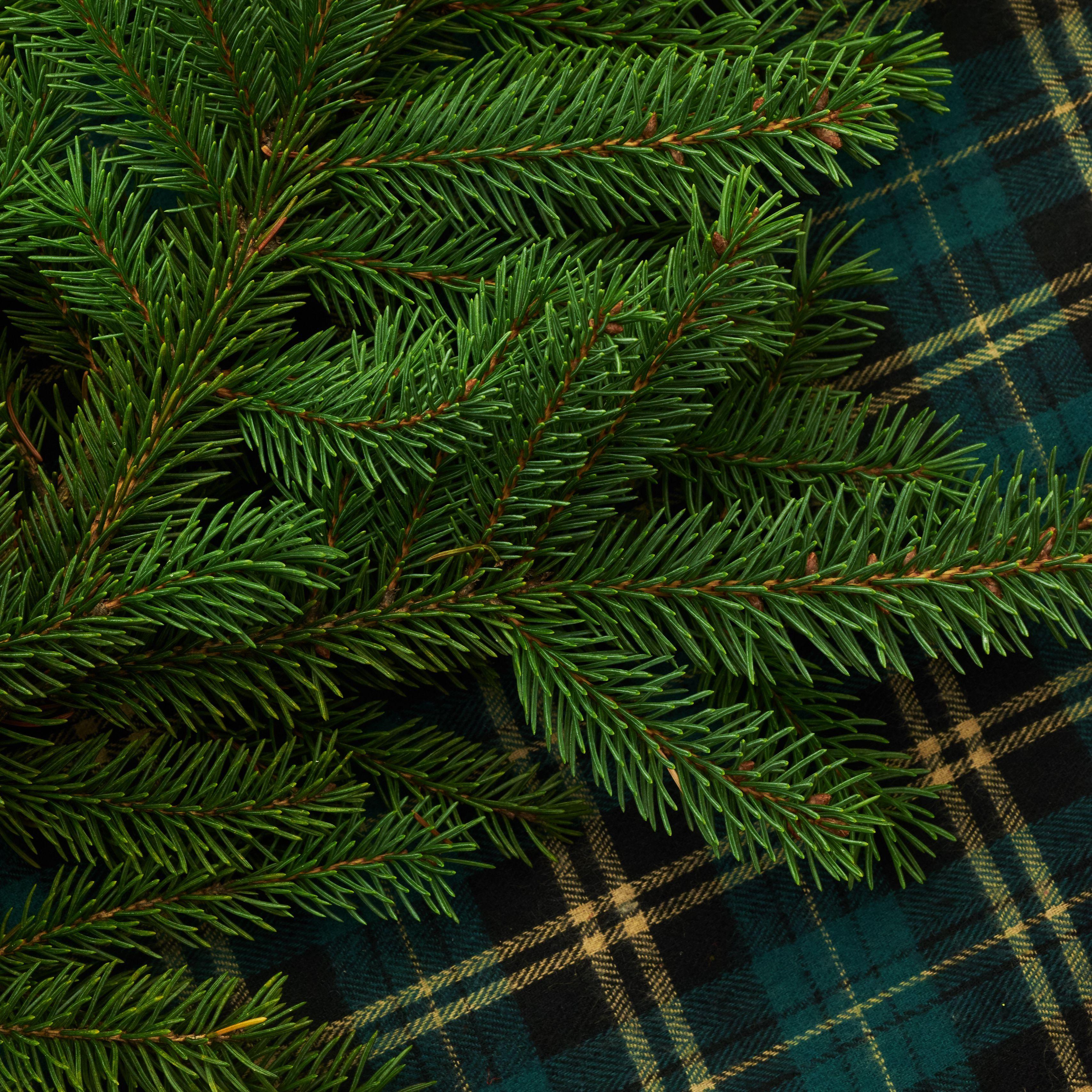 3415x3415 Download wallpaper 3415x3415 pine, branch, needles, green ipad pro 12.9 retina for parallax HD background
