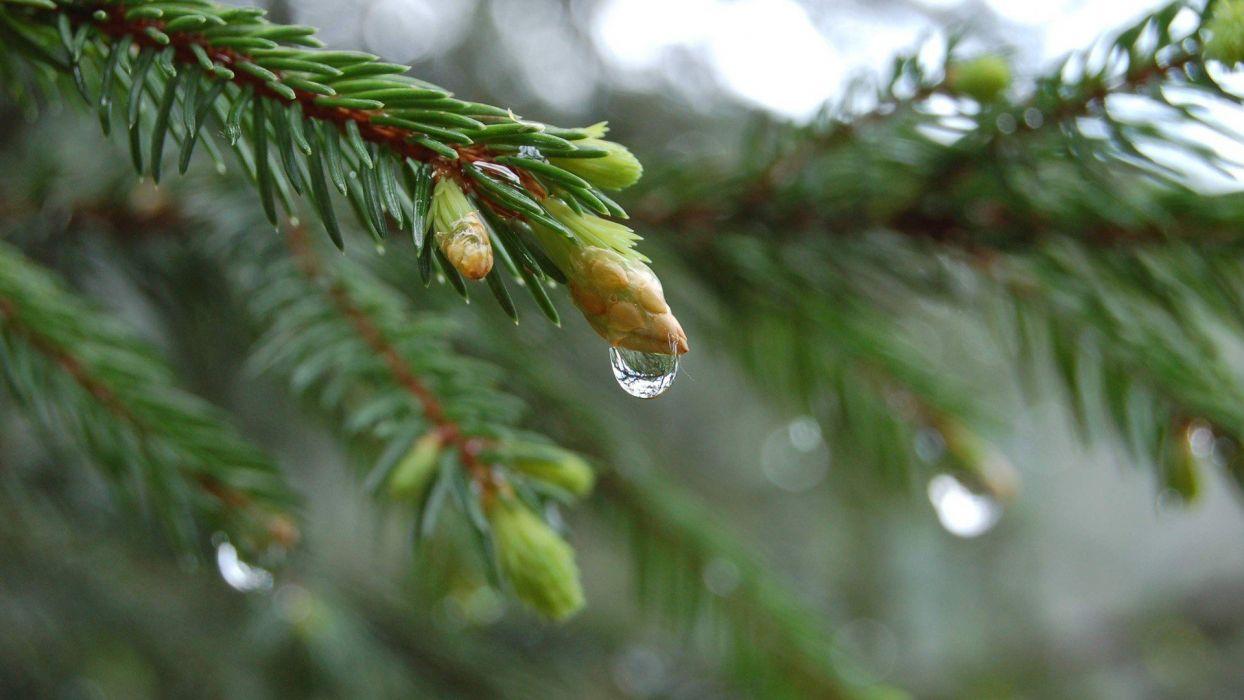 1244x700 Close Up Nature Trees Simple Branches Pine Trees Wallpaperx1080