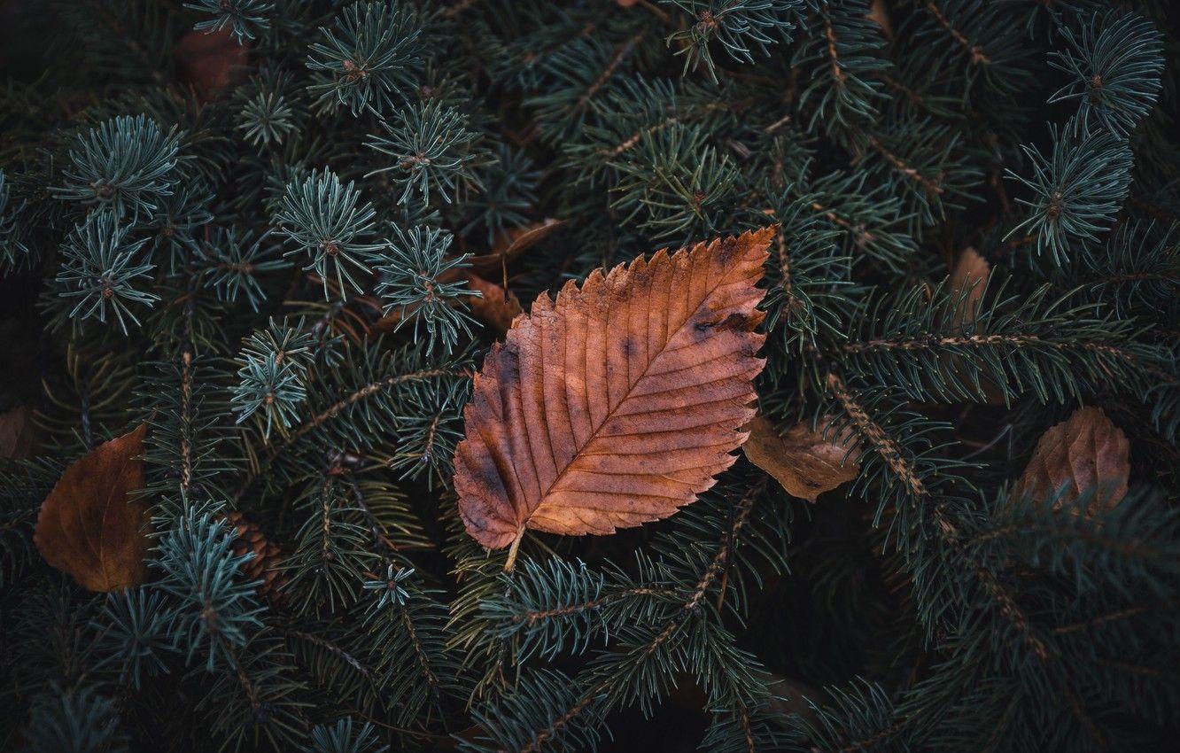 1332x850 Wallpaper Close Up, Nature, Macro, Macro Nature, Blur, Leaf, Branches, Pine, Dry, 4k Ultra HD Background Image For Desktop, Section природа