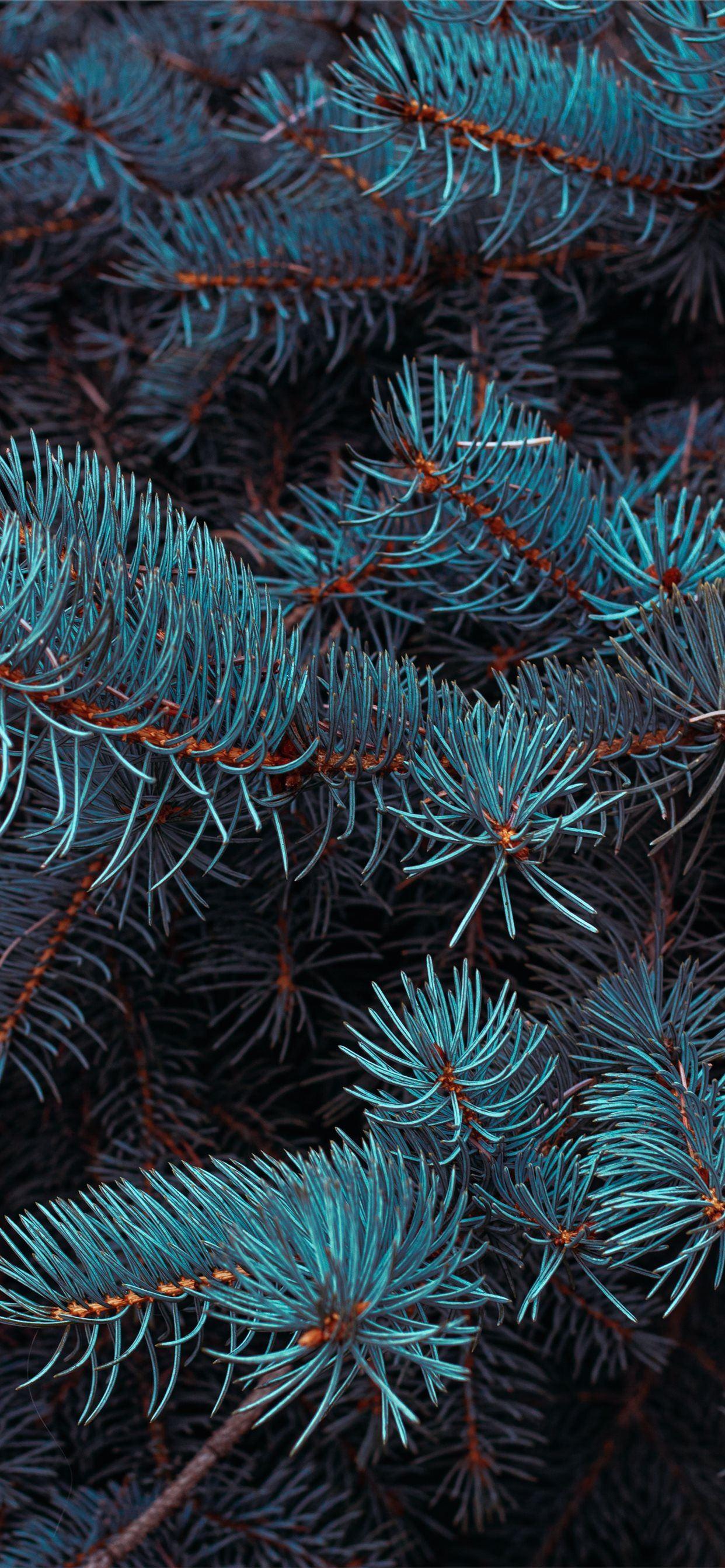 1242x2688 green pine tree in close up photography iPhone X Wallpaper Free Download