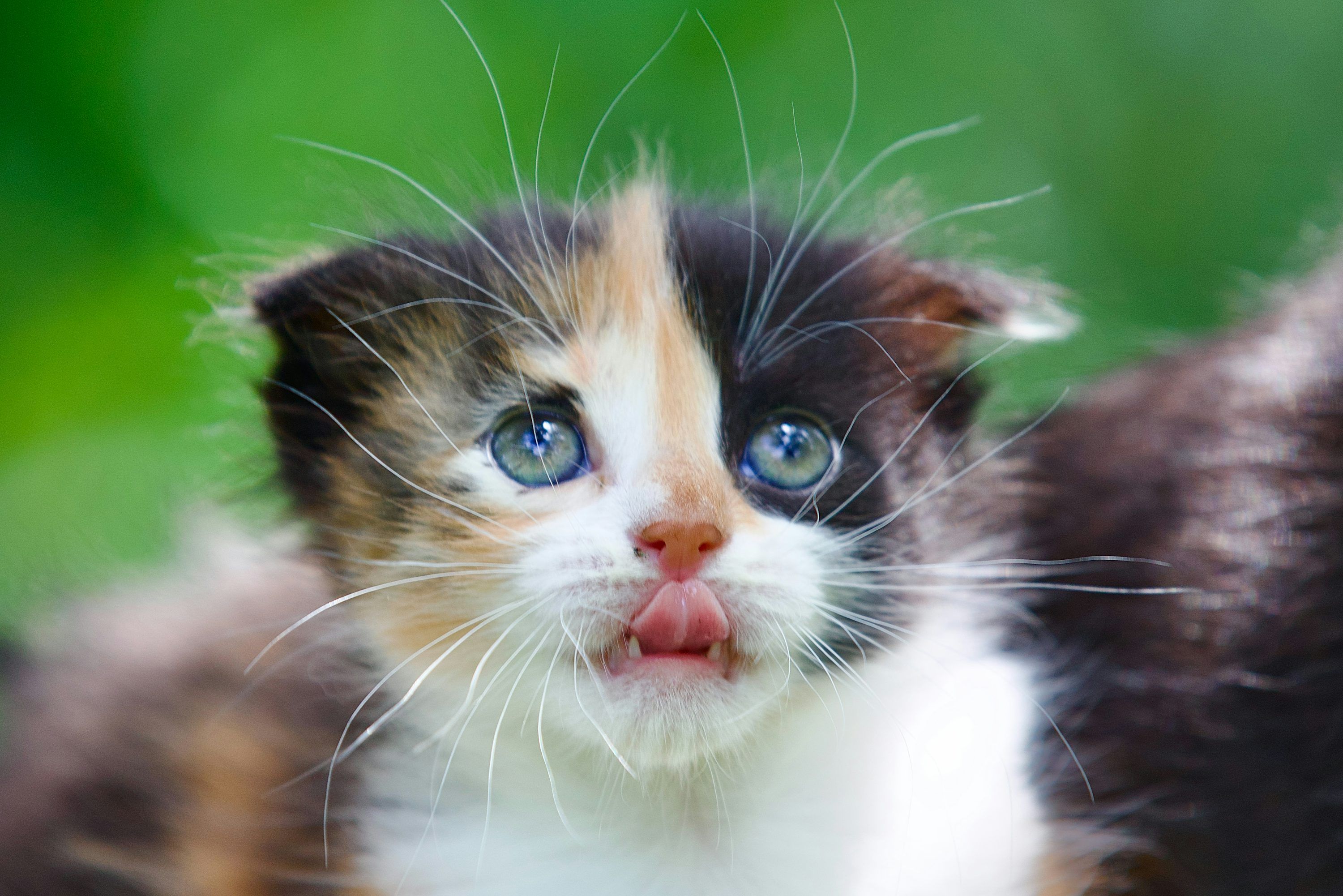 3000x2001 Adorable calico kitten with blue eyes and tongue out