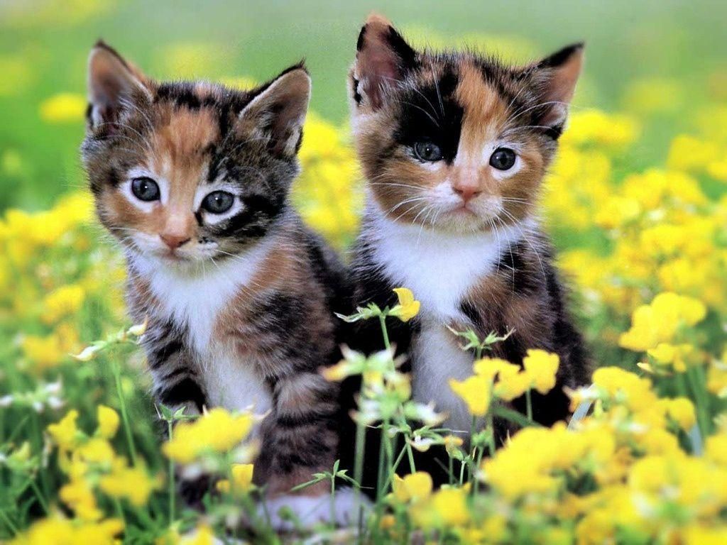 1024x768 Calico Kittens Wallpaper