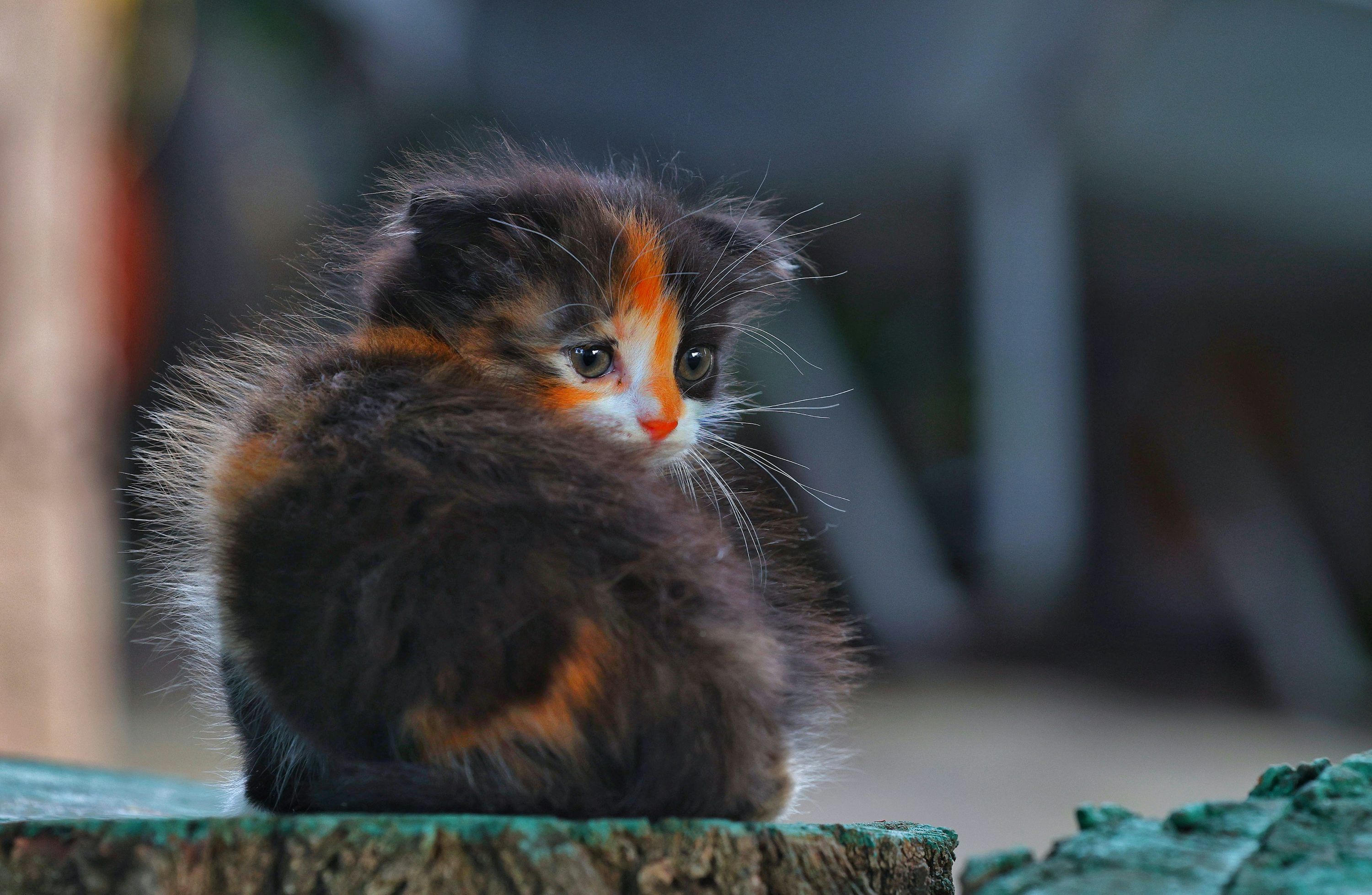 3000x1958 A fluffy calico kitten looking over its shoulder