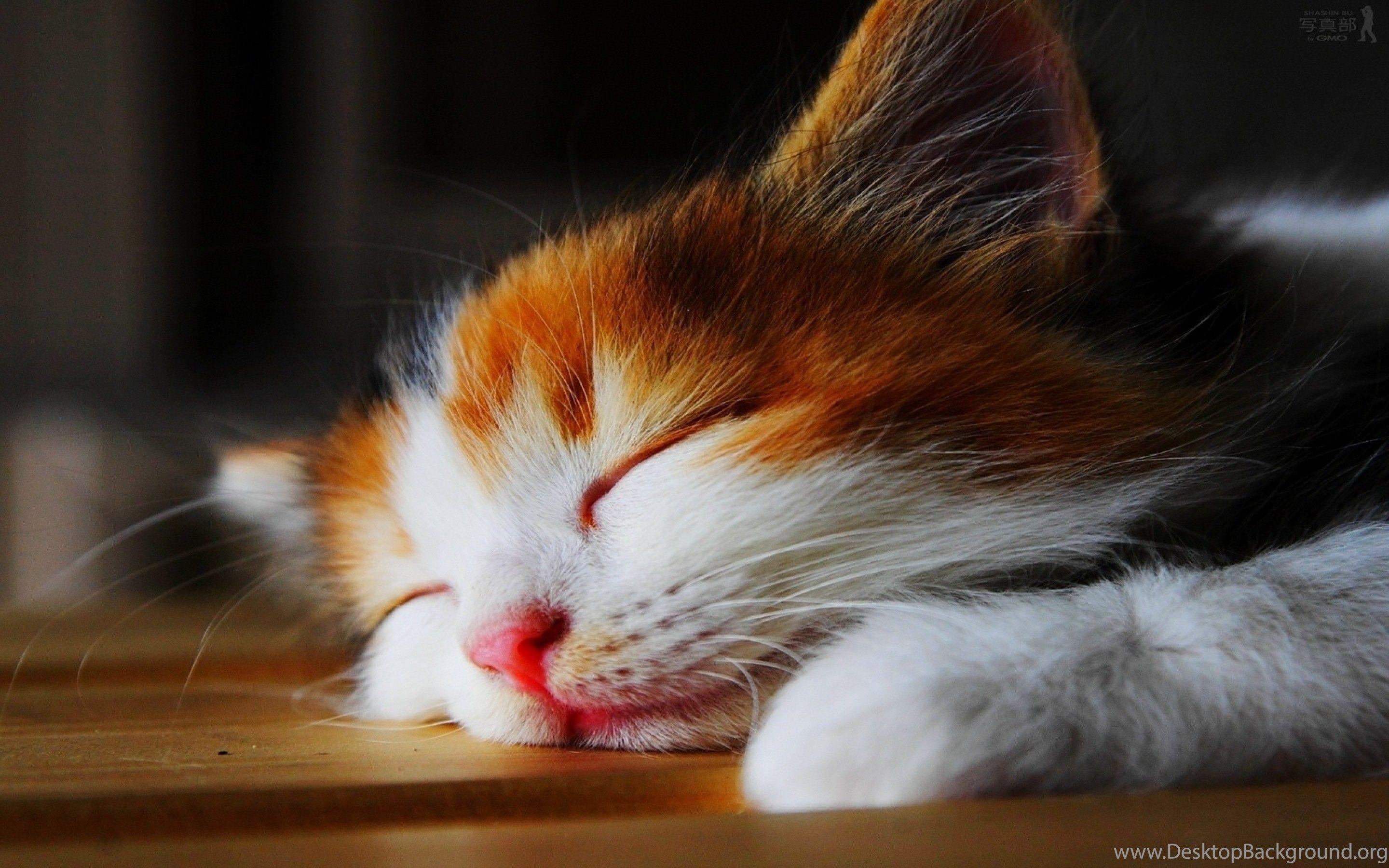 2880x1800 Calico Kittens Wallpaper