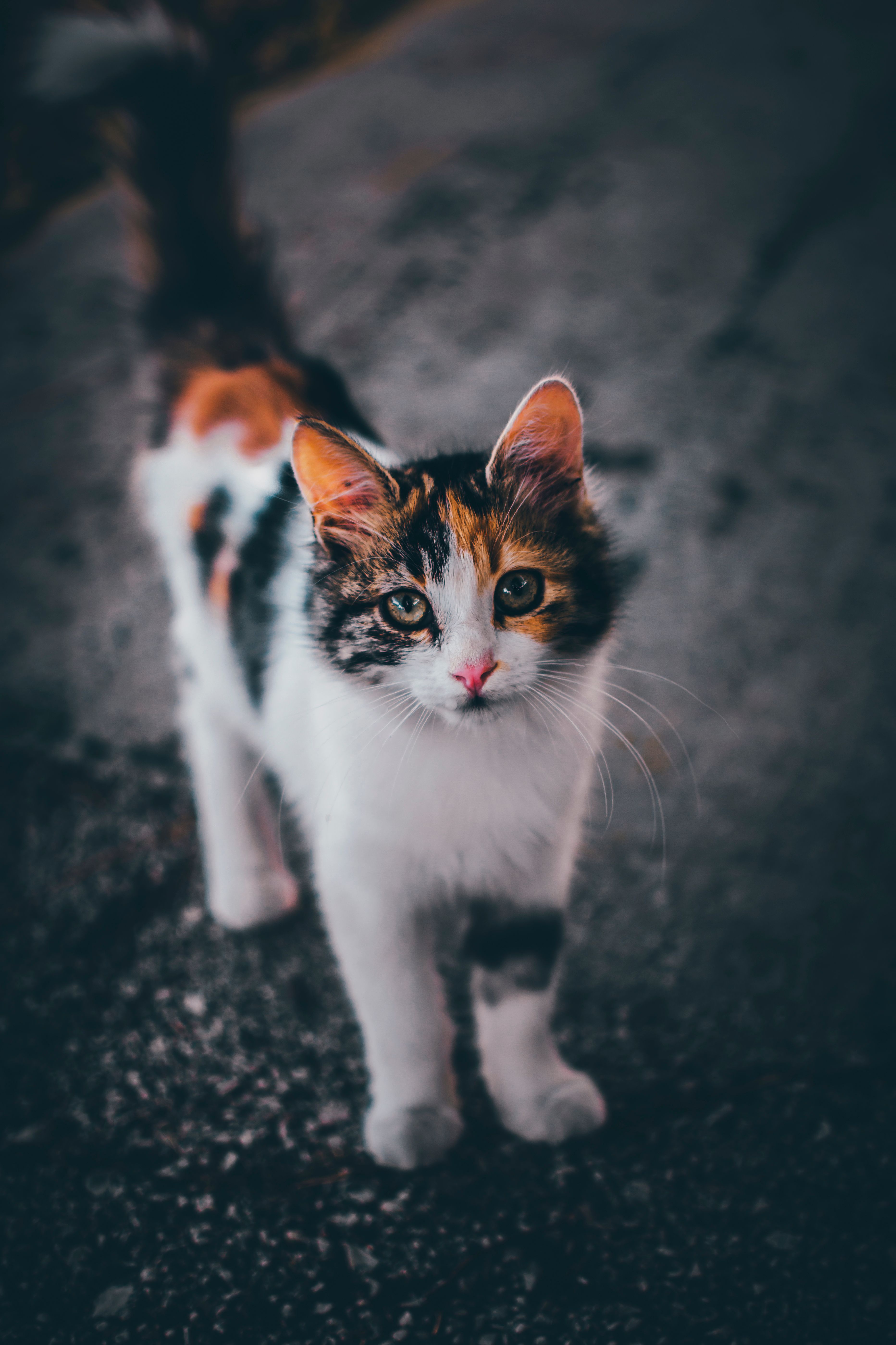 3729x5593 Calico Kitten Photo, Download The BEST Free Calico Kitten & HD Image