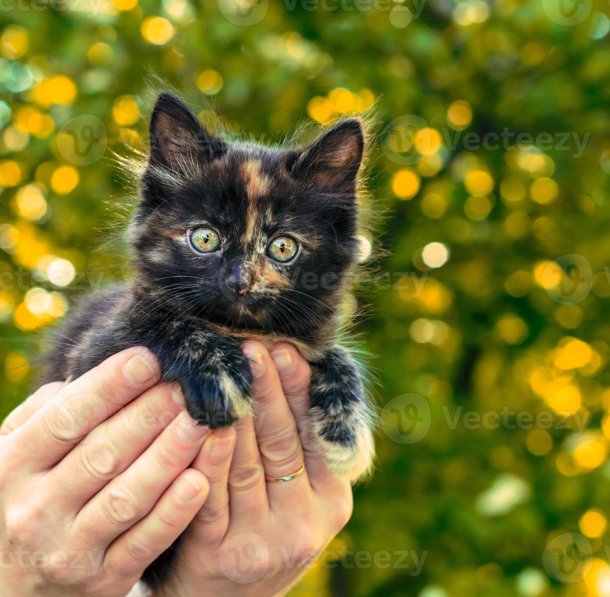 2003x1960 Calico kitten in hands