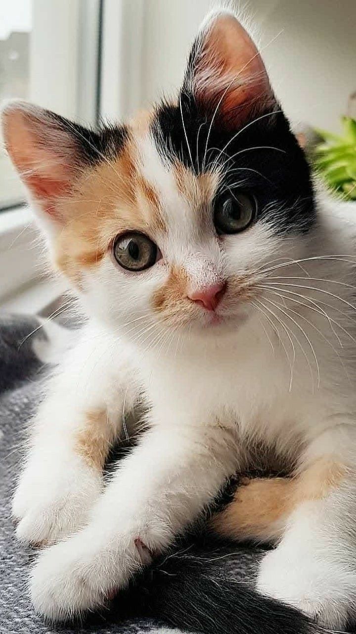 720x1280 cat drawings cats drawing cats wallpaper cat t shirts cats kittens cat houses cat valentine