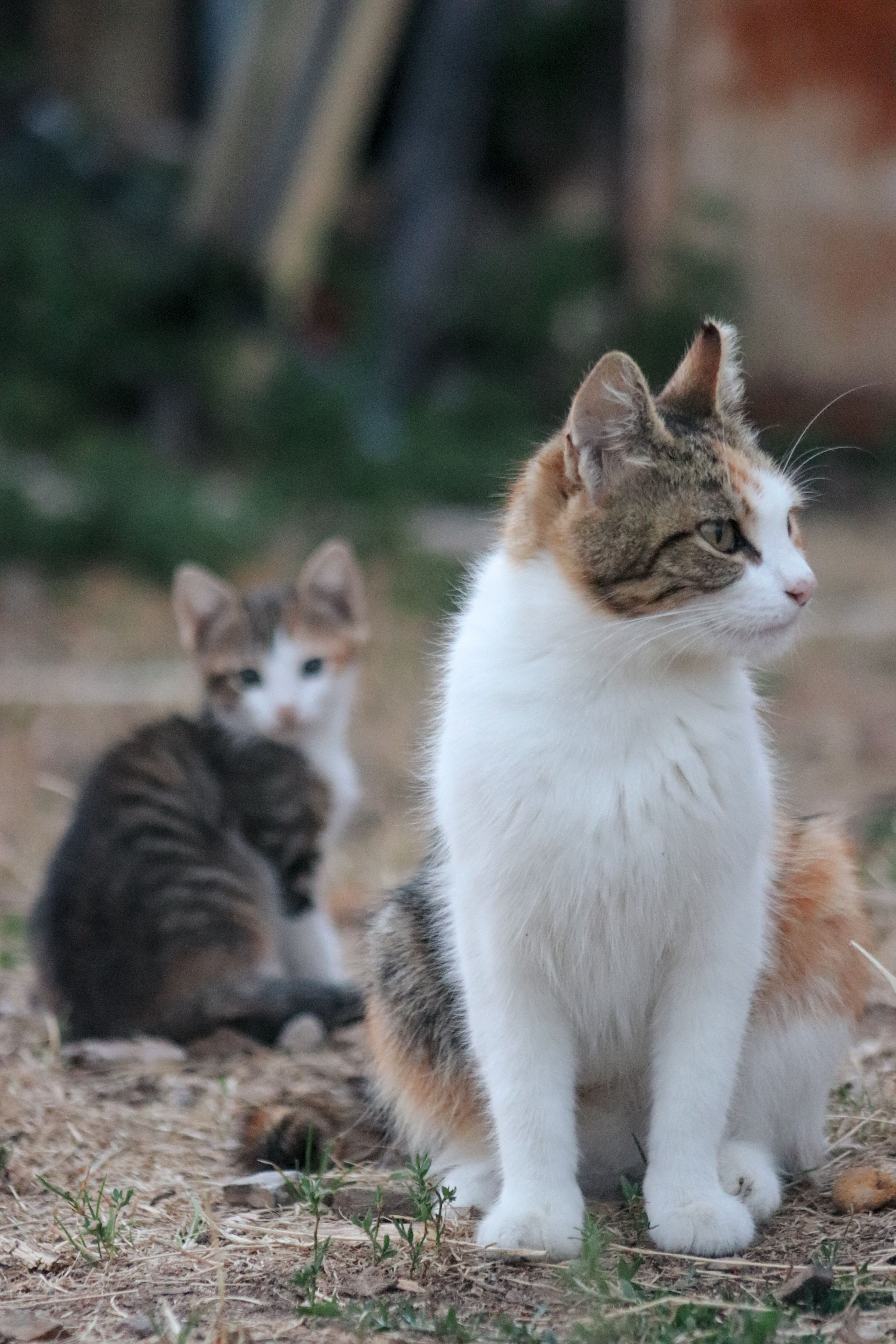 4000x6000 Calico Cat and Kitten in Natural Setting · Free