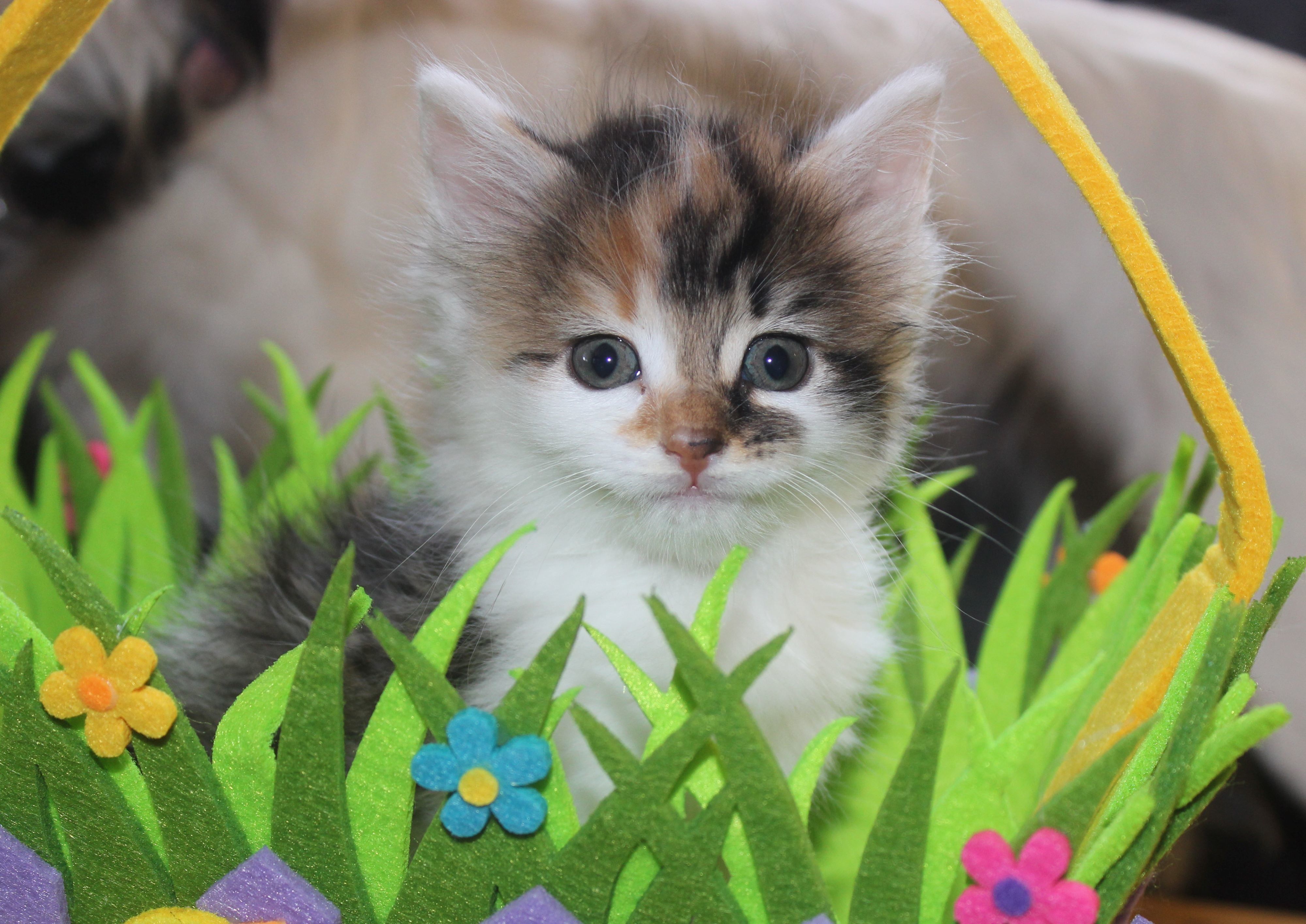 4000x2830 CALICO KITTEN in EASTER BASKET Graphic by JLBIMAGES · Creative Fabrica
