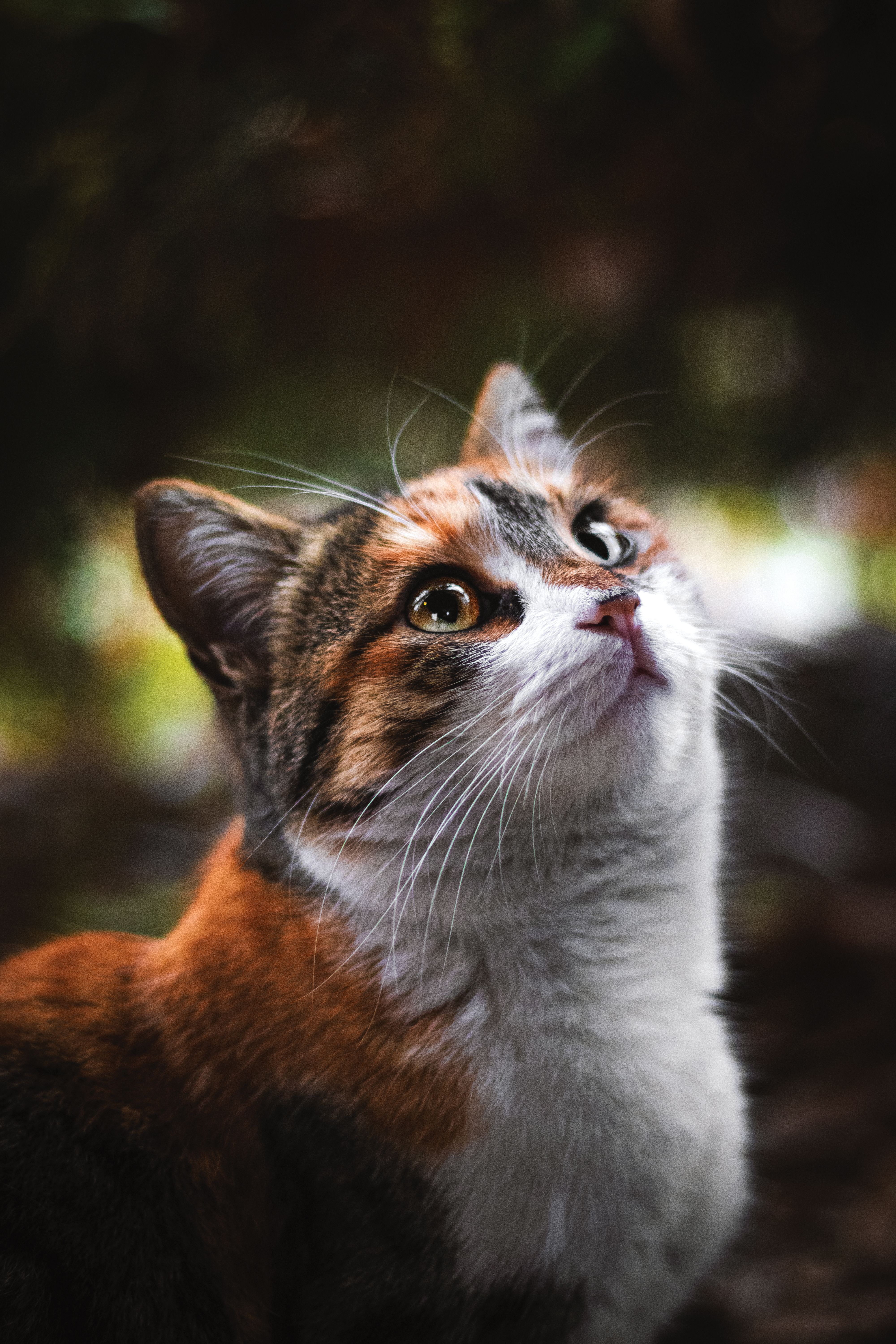 4000x6000 Close Up Of The Calico Cat · Free