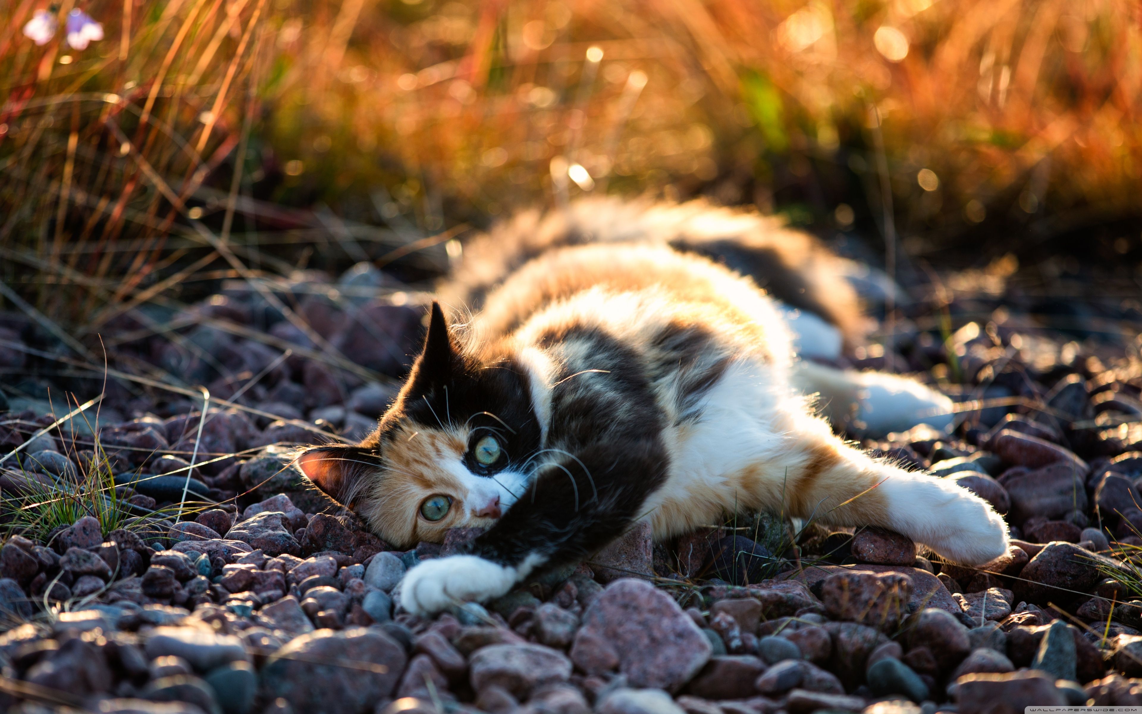 3840x2400 Cute Calico Kitten 4K UHD Wallpaper for UltraHD Desktop and TV : Widescreen and UltraWide Display : Smartphone and Tablet Devices