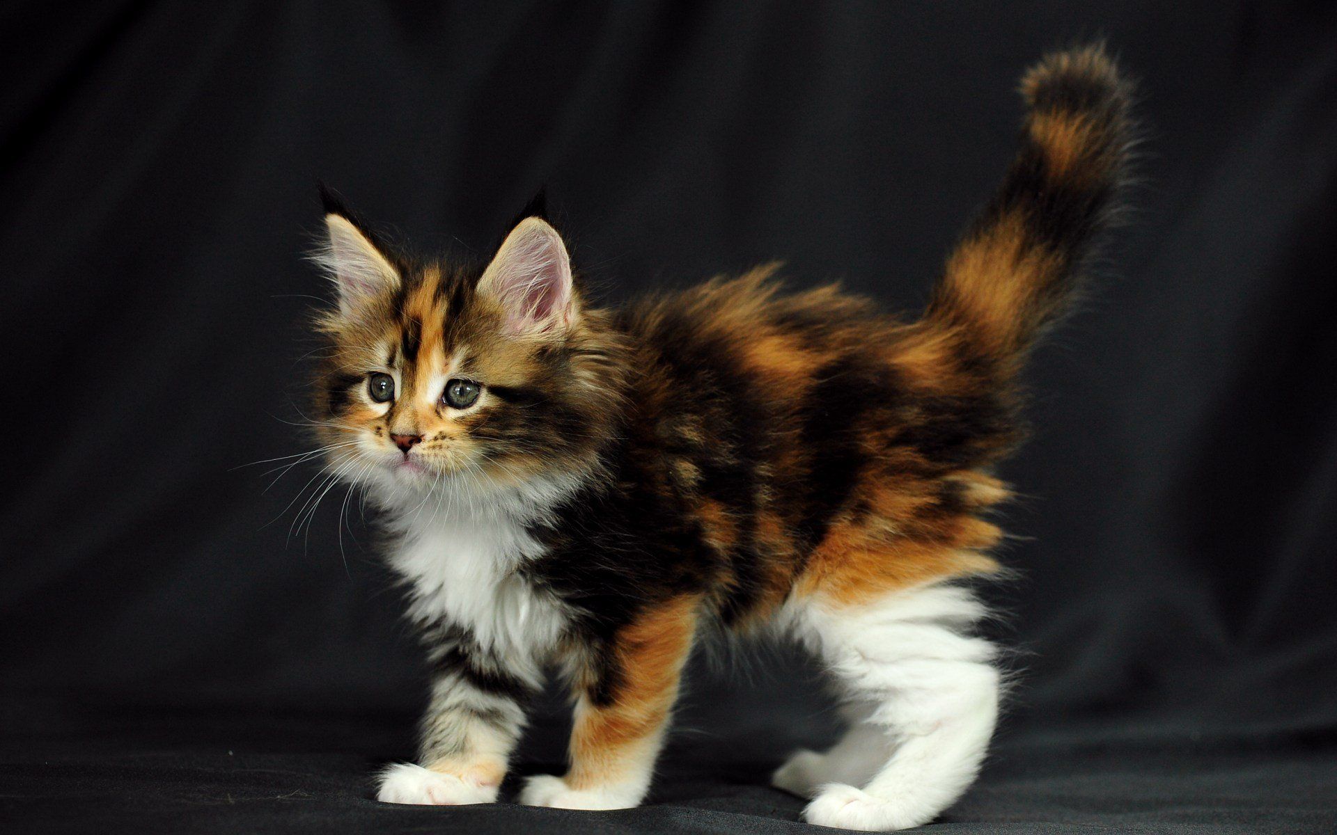 1920x1200 Majestic Calico Kitten HD Wallpaper