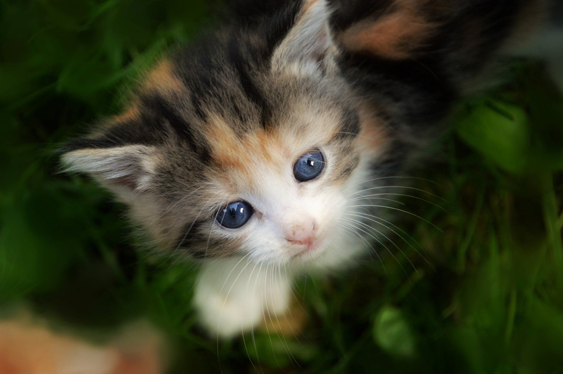 1920x1277 2K Quad HD Calico Kitten