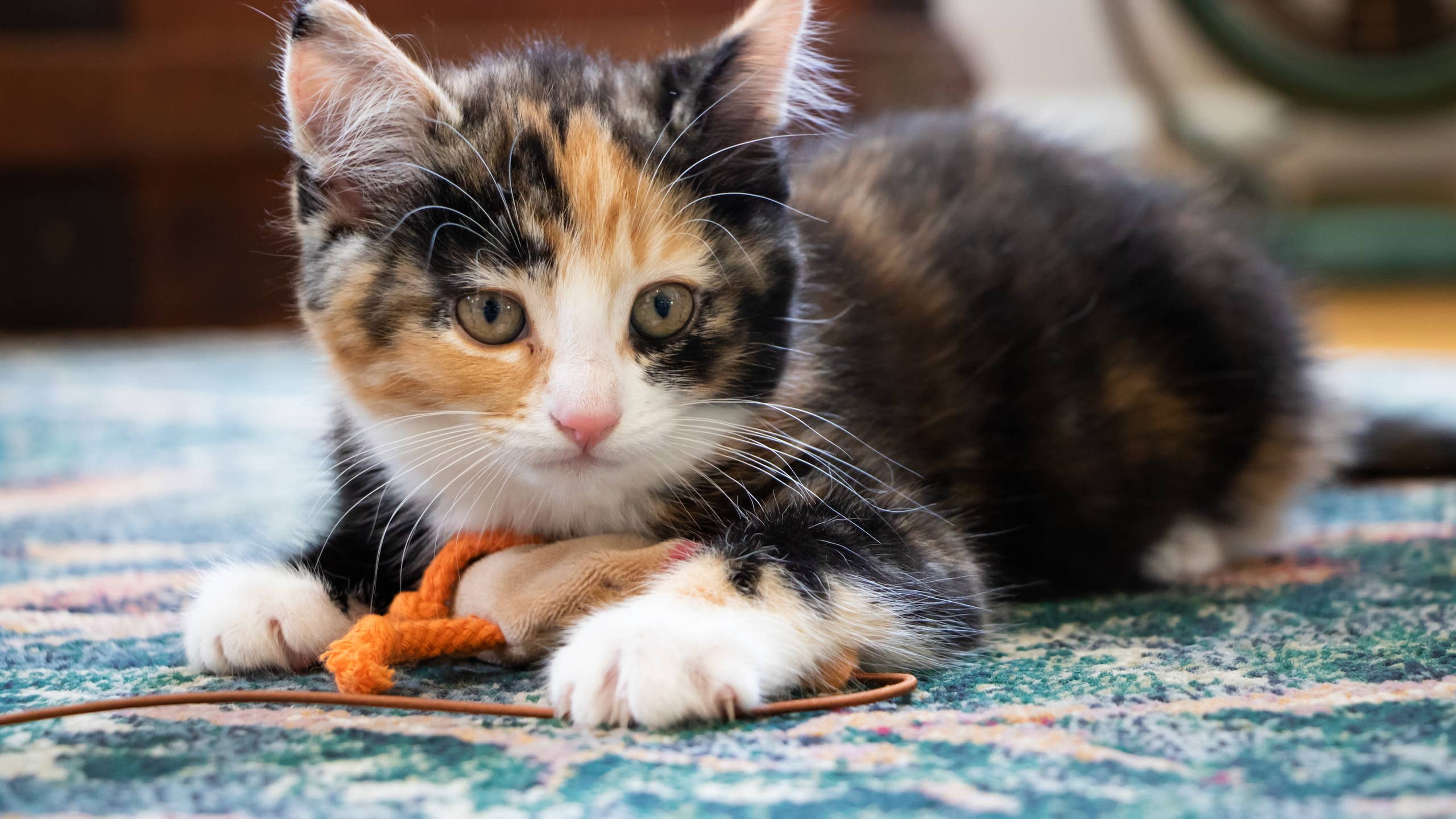 2560x1440 Mechanics Rescue Tiny Calico Kitten From Car Engine and Everyone's Emotional