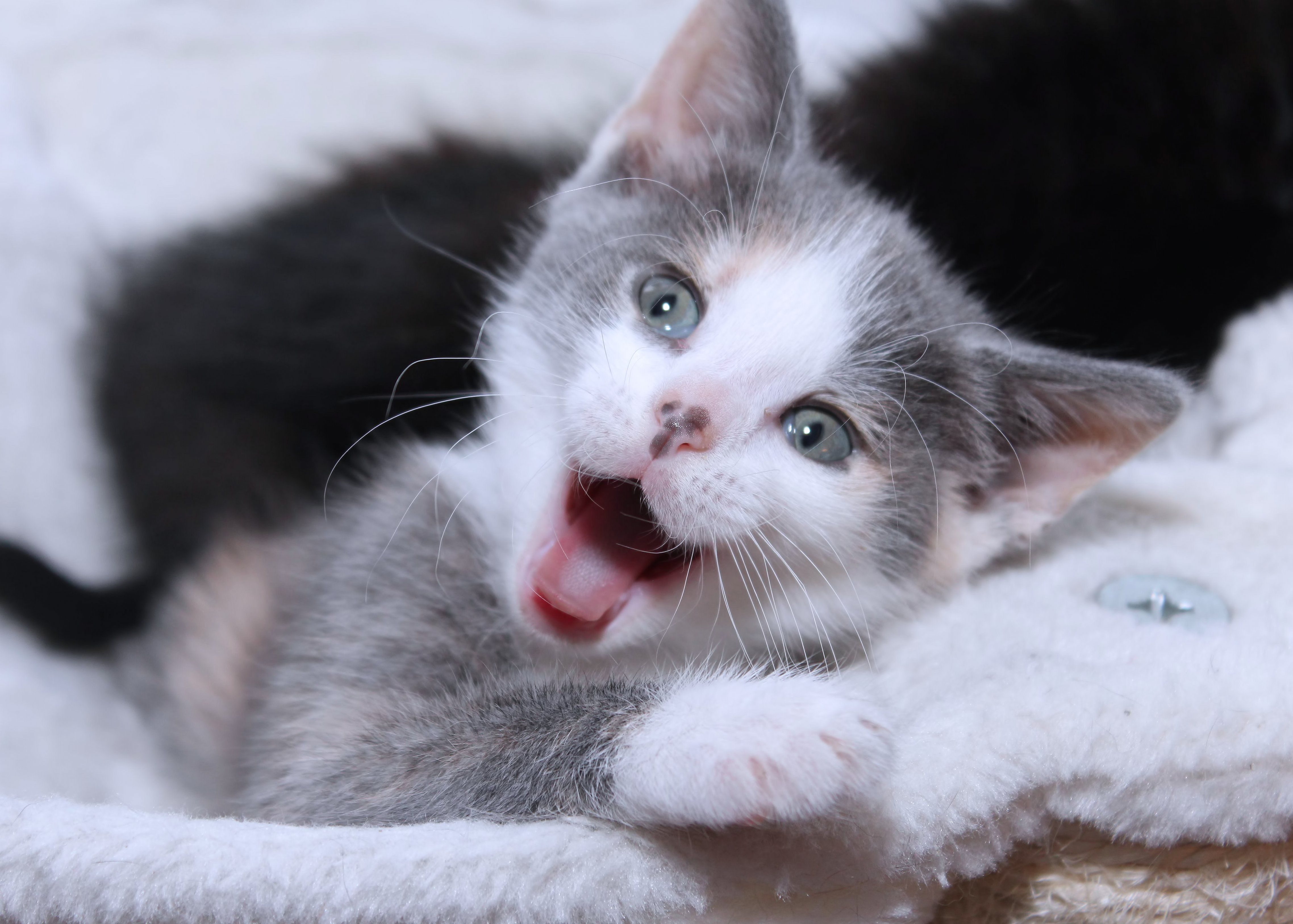 4552x3254 Adorable Dilute Calico Kitten Graphic by JLBIMAGES · Creative Fabrica