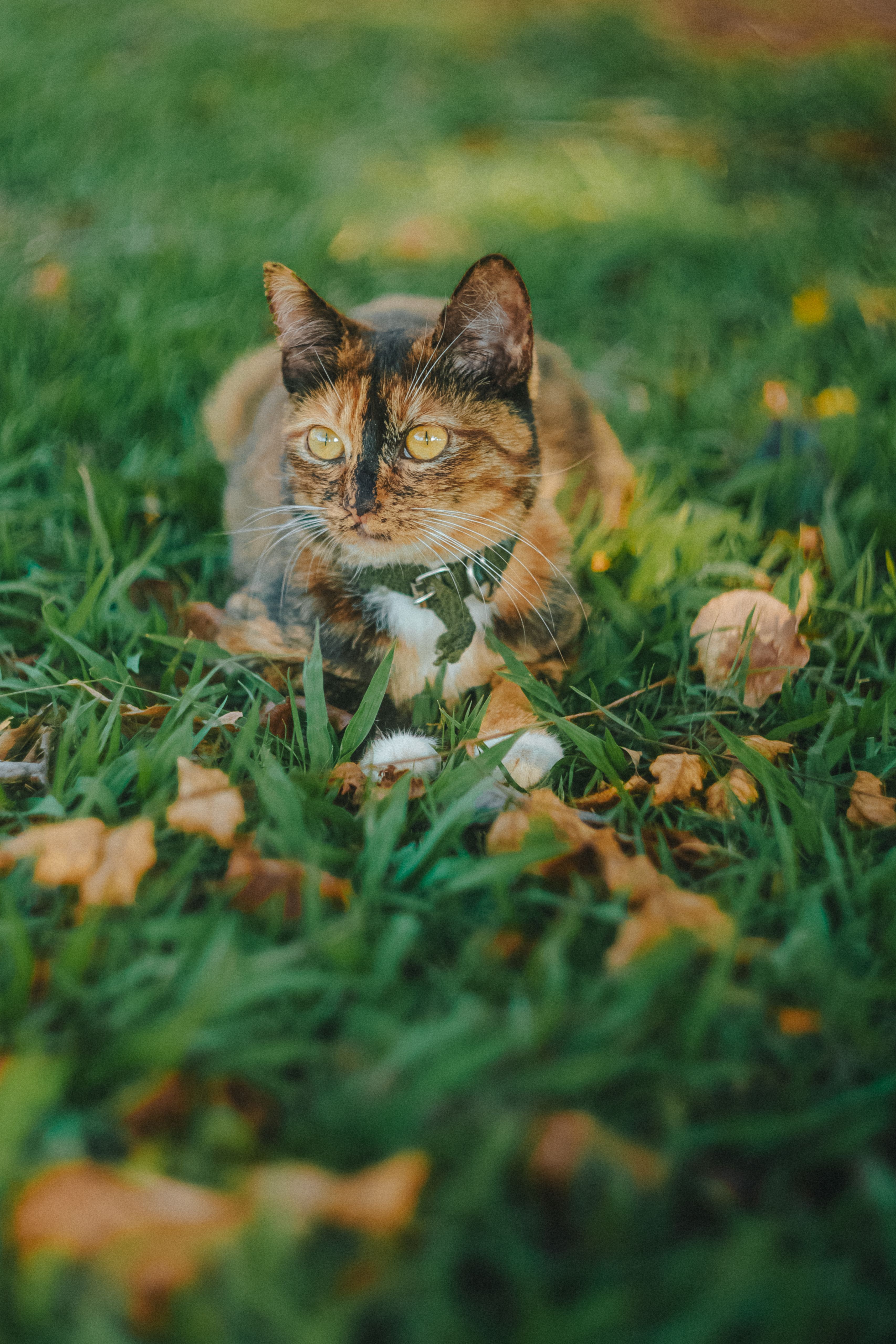3413x5119 Calico Cat Relaxing on Green Grass in Autumn · Free