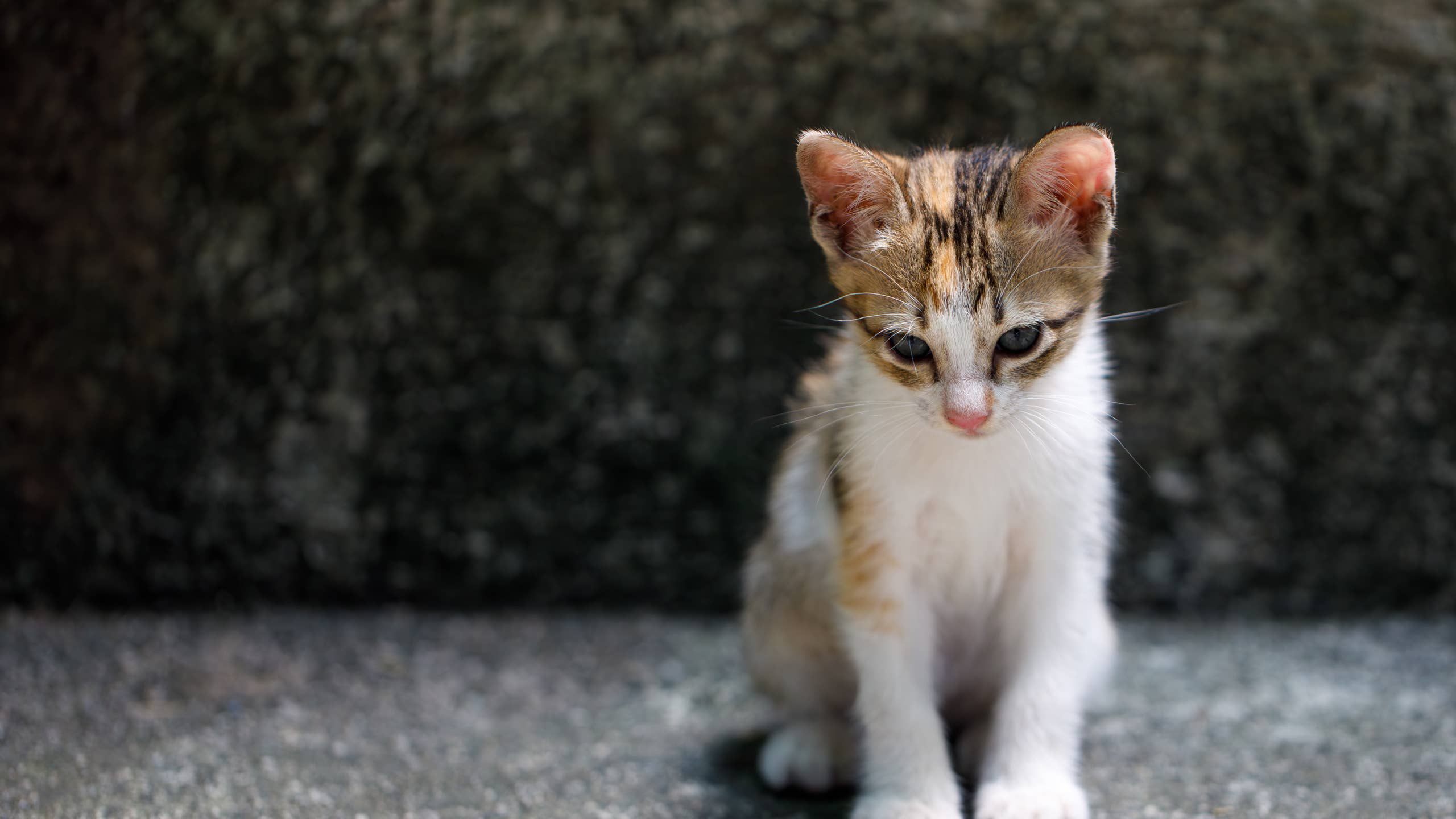 2560x1440 Itty Bitty Calico Kitty's Big Paws Have Everyone In Awe