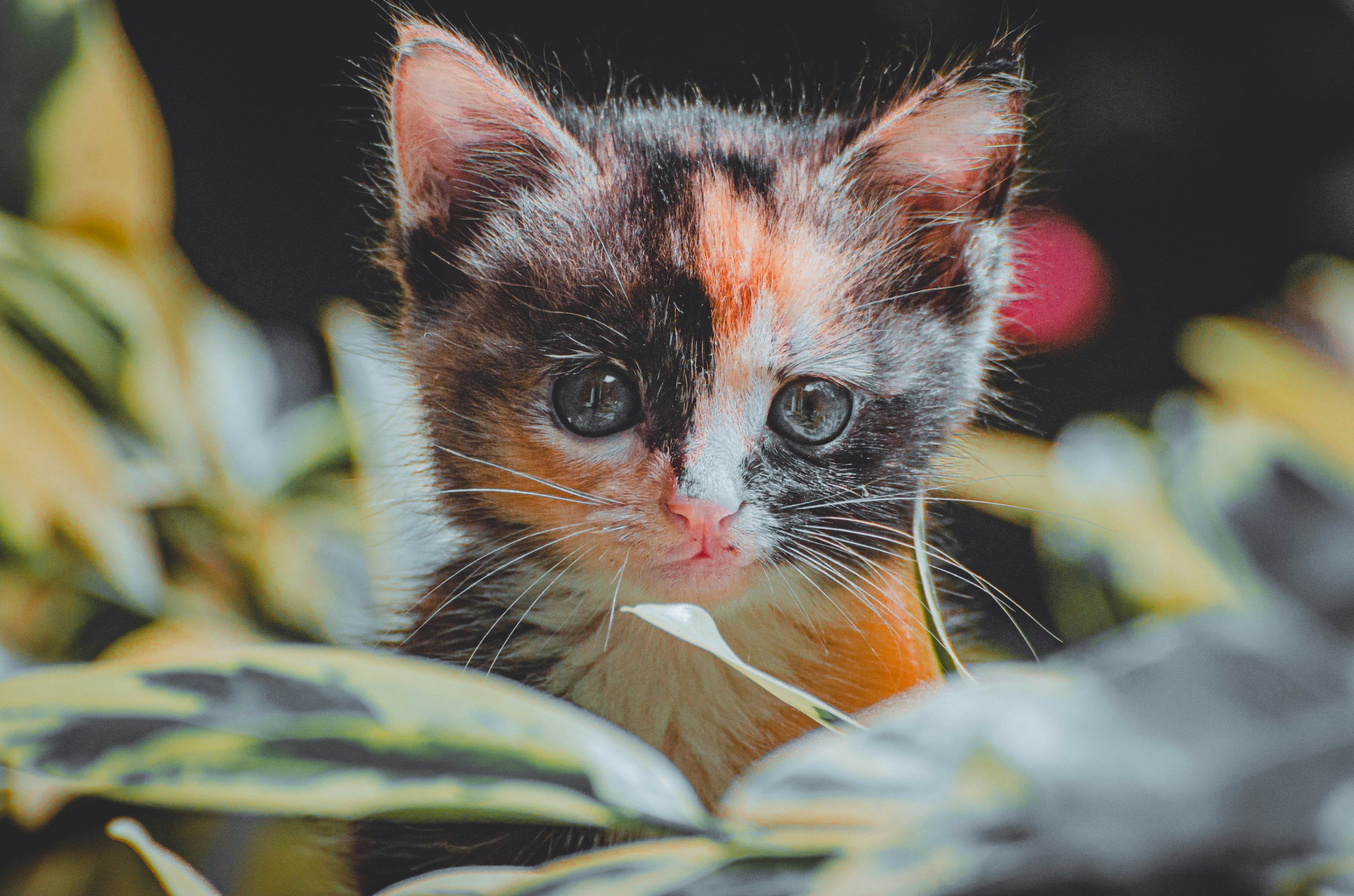 3000x1987 A small kitten sitting in the middle of a plant