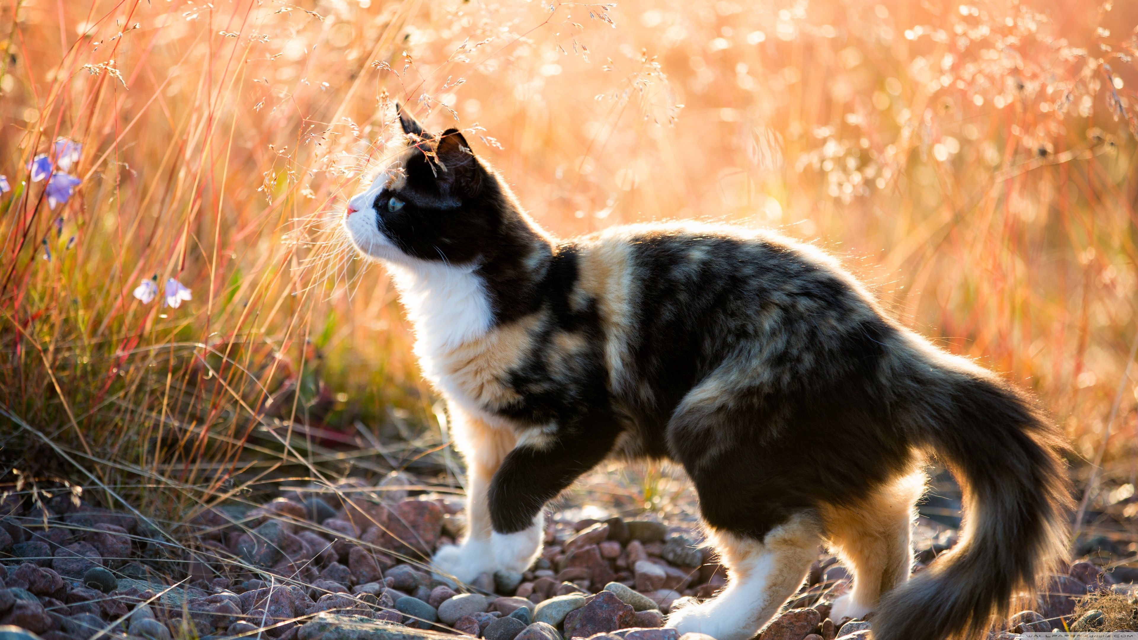 3840x2160 Calico Kitten 4K UHD Wallpaper for UltraHD Desktop and TV : Dual Monitor : Smartphone and Tablet Devices