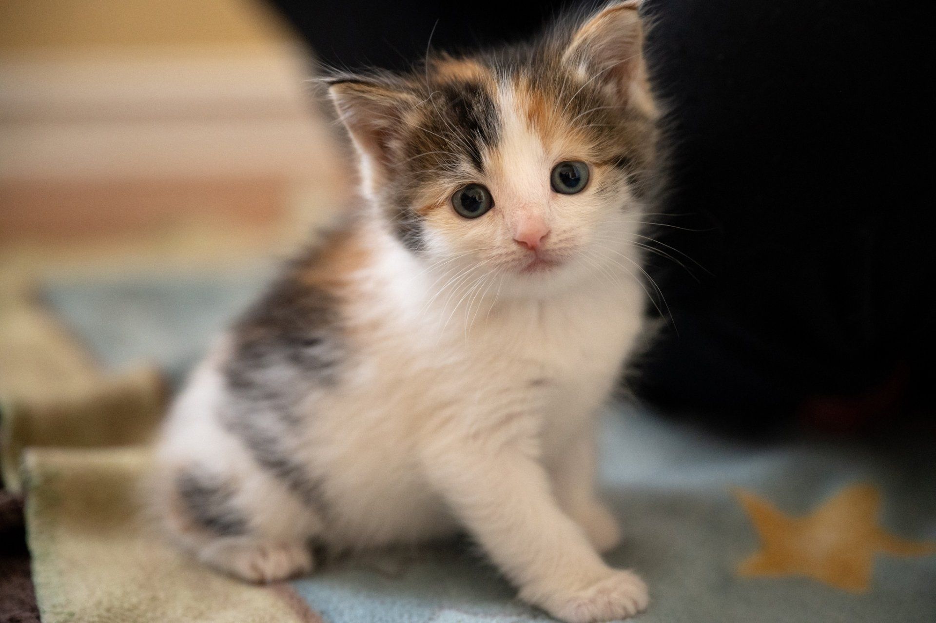 1920x1278 HD Calico Kitten