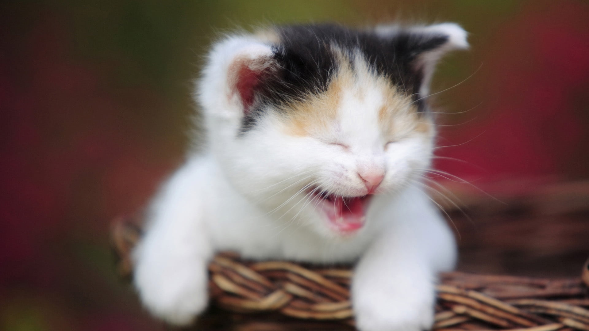 1920x1080 Selective focus photography of calico kitten HD wallpaper