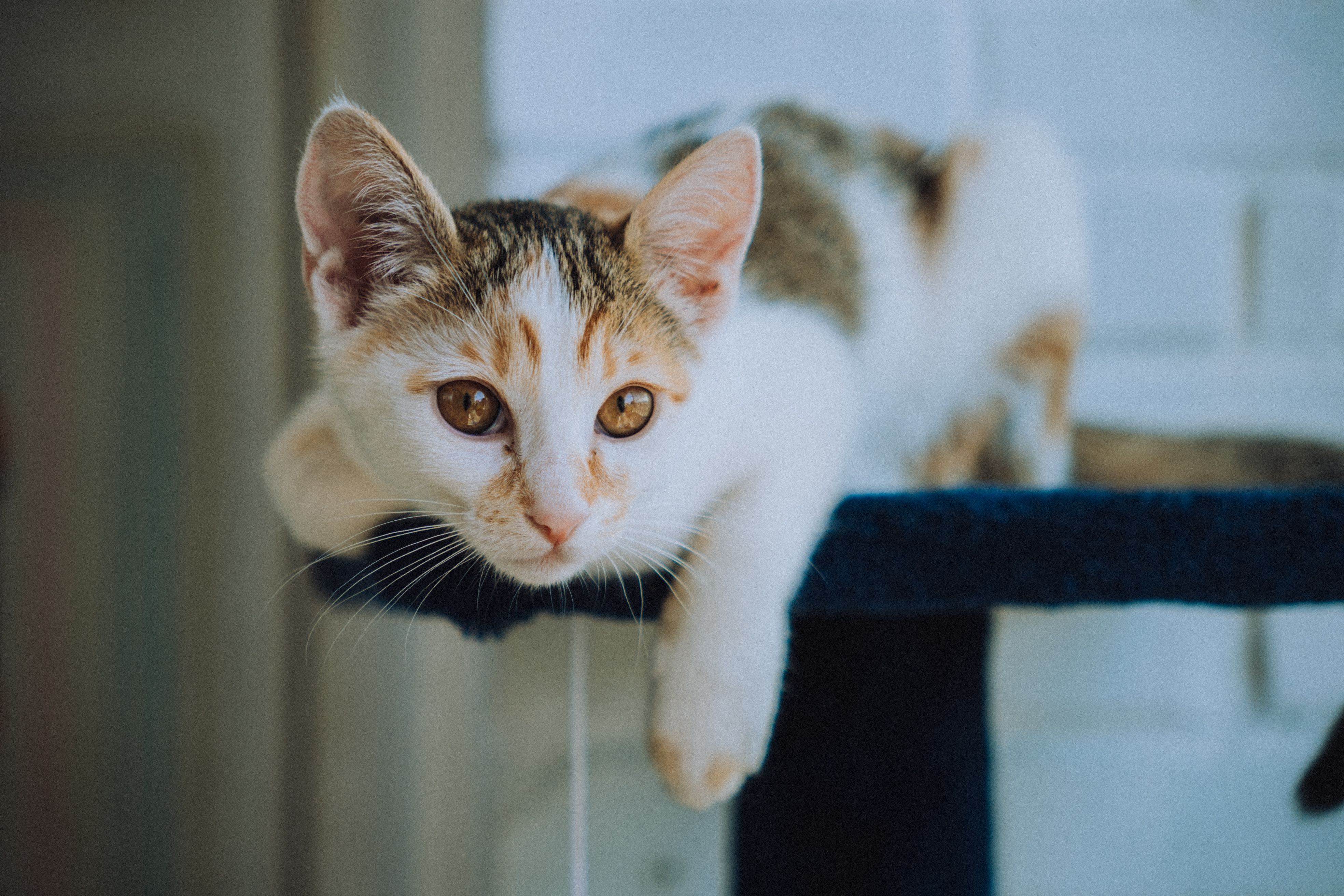 3936x2624 Calico Kitten Lying on the White Wooden Surface · Free