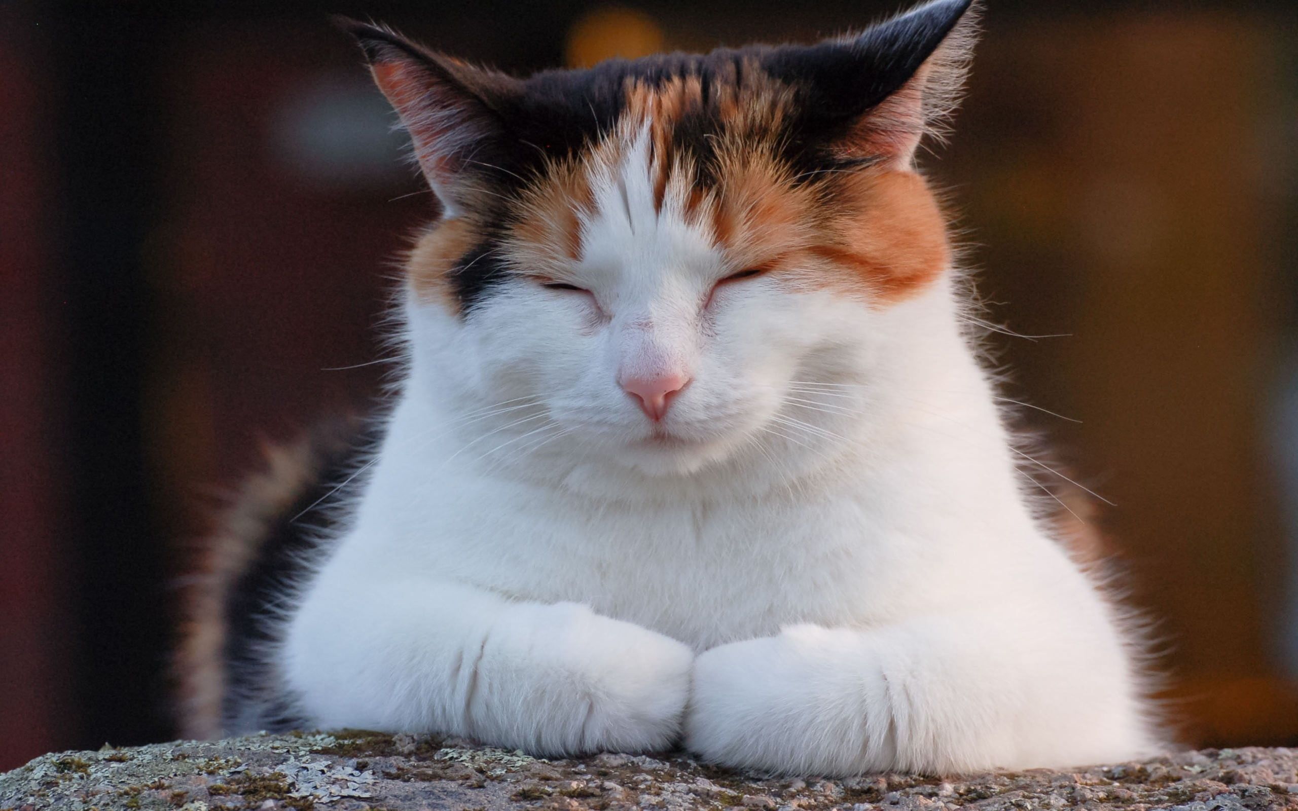 2560x1600 Calico Kittens Wallpaper