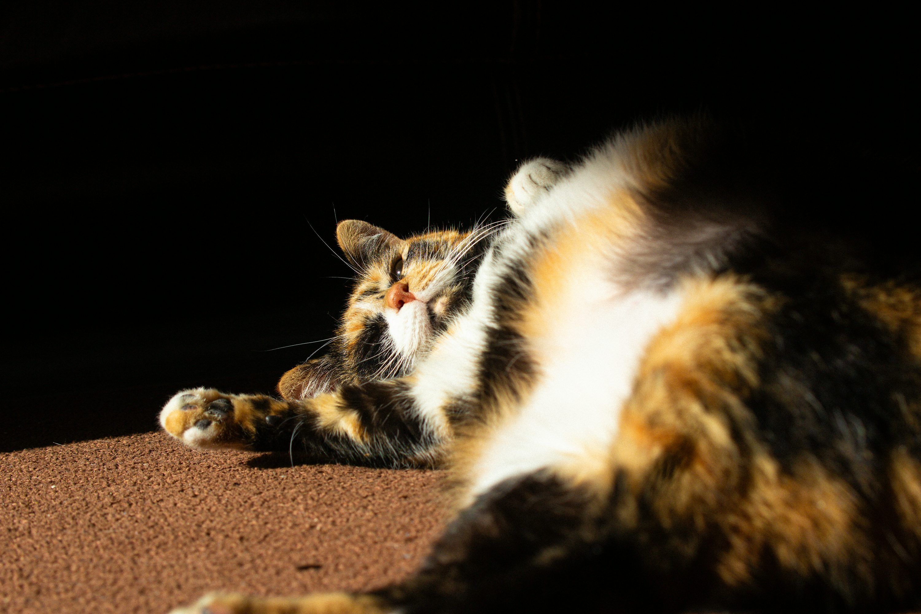 3000x2000 Background Dark Calico Cat Picture Of Calico Cats Background Image, HD Picture And