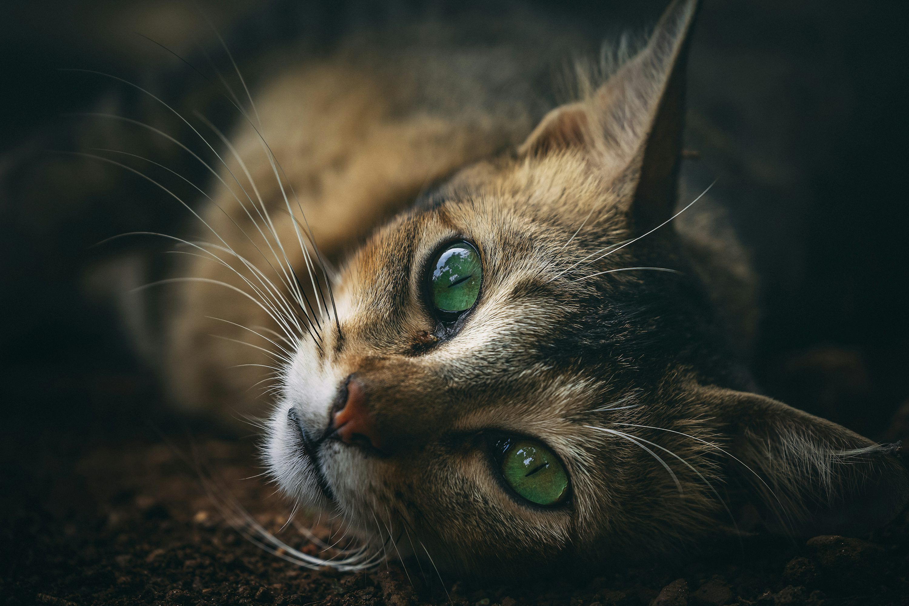 3000x2000 Calico cat