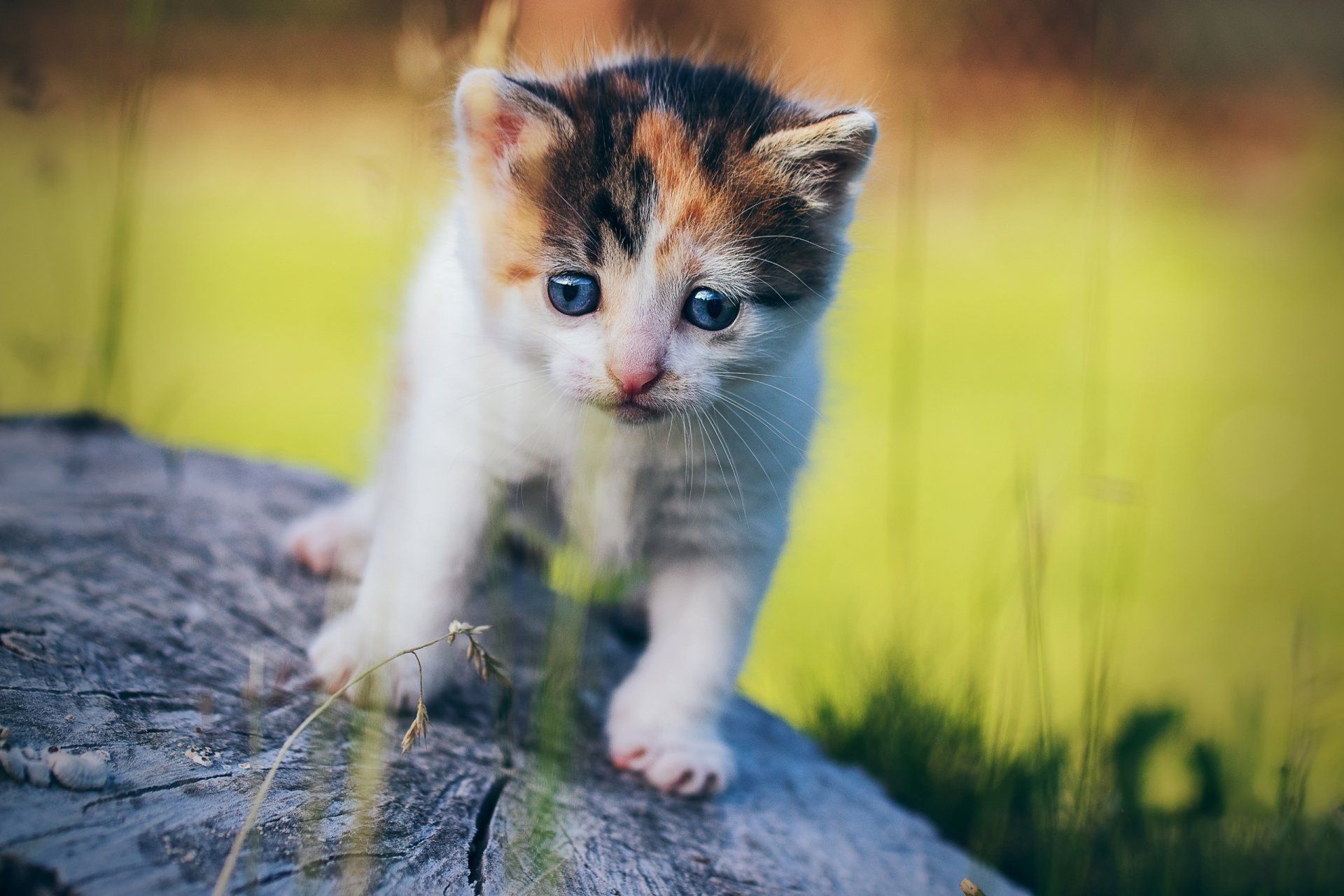 1920x1280 Playful Calico Kitten