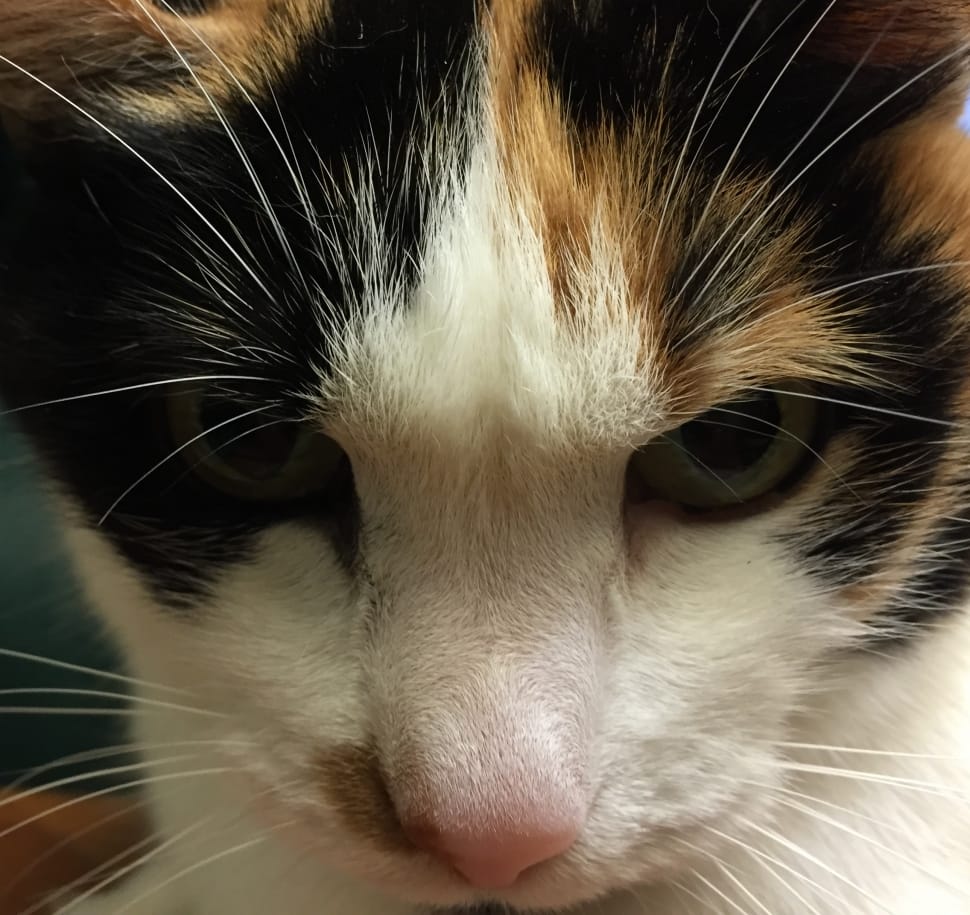 970x915 calico cat free image