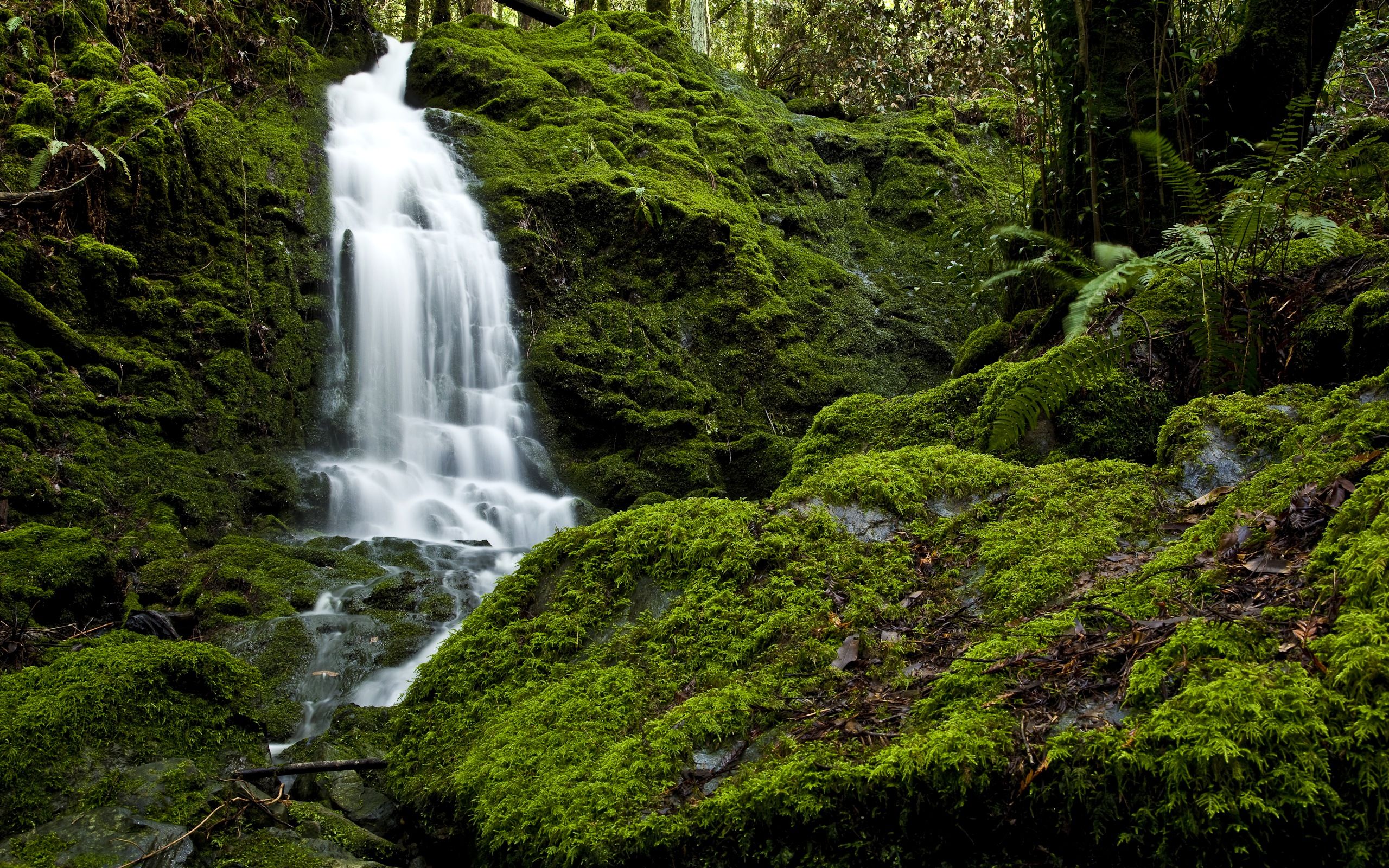 2560x1600 Mossy Cascade