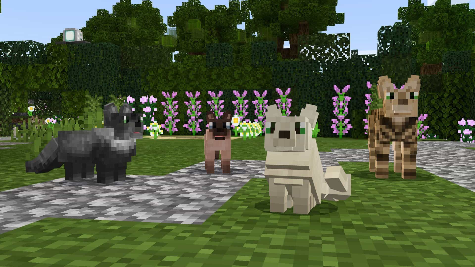1920x1080 Pets: Cats