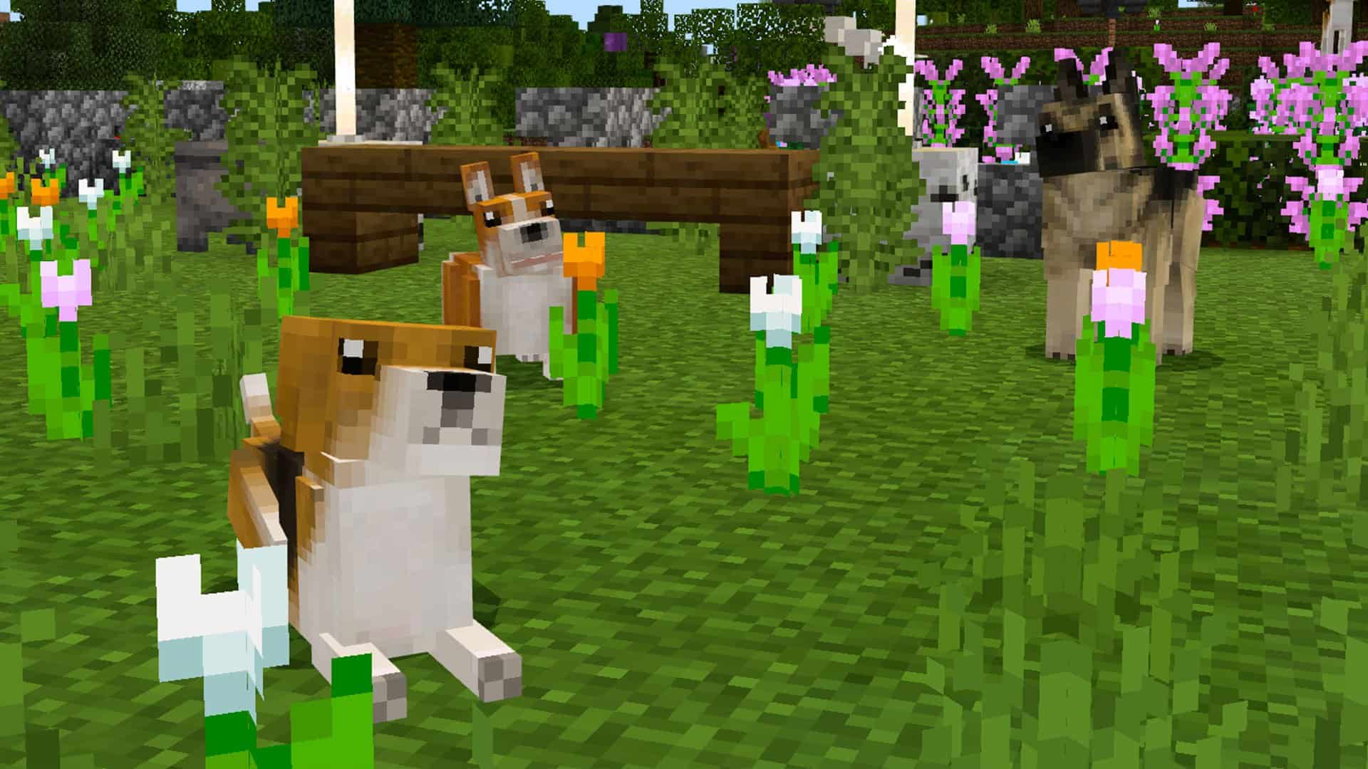 1920x1080 Pets: Dogs