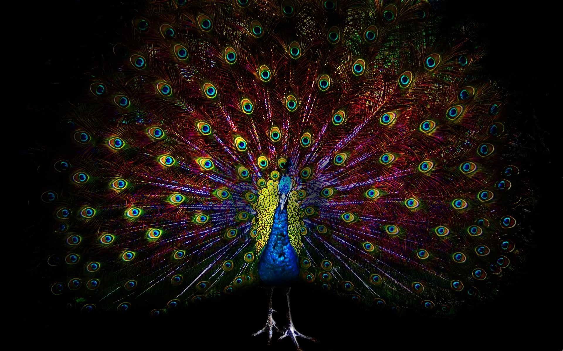 Black Peacock Wallpapers - Top Free Black Peacock Backgrounds - WallpaperAccess