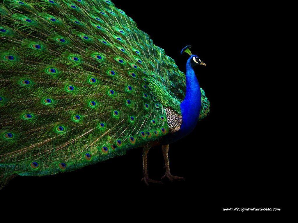 Black Peacock Wallpapers - Top Free Black Peacock Backgrounds