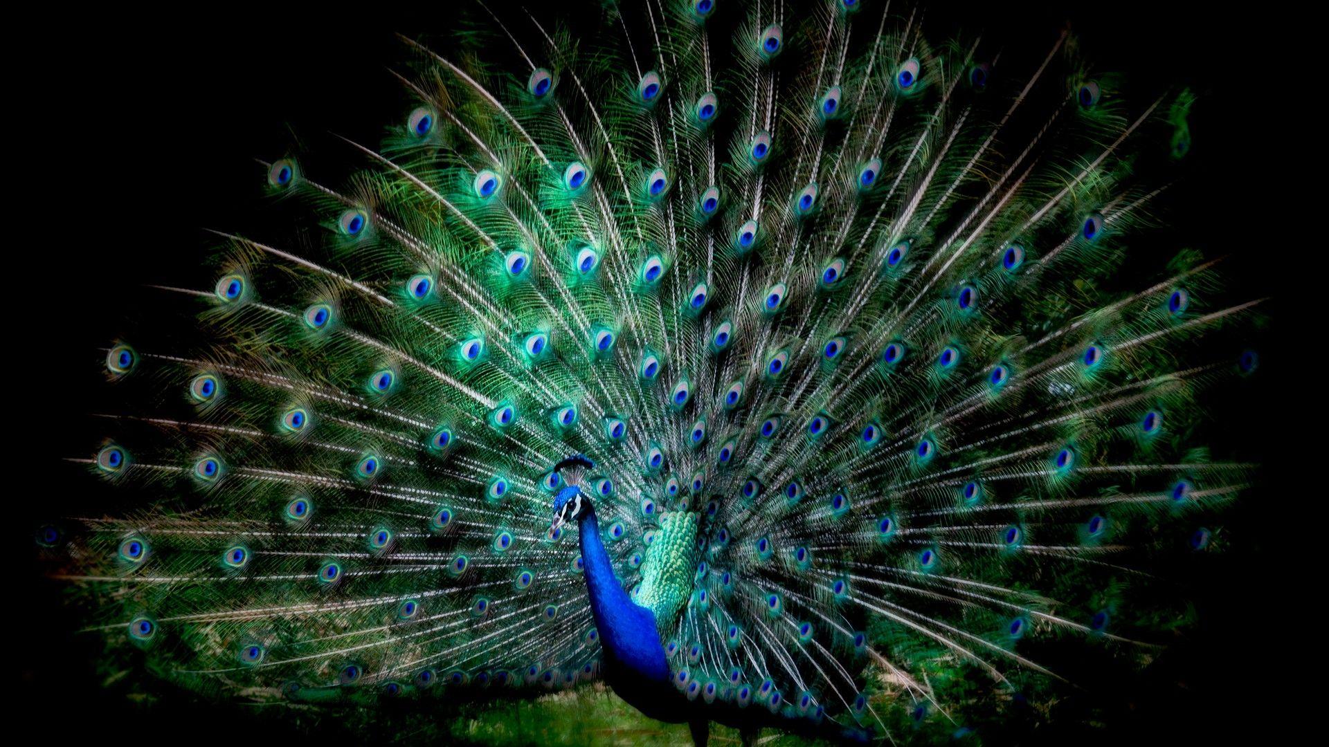 Black Peacock Wallpapers - Top Free Black Peacock Backgrounds