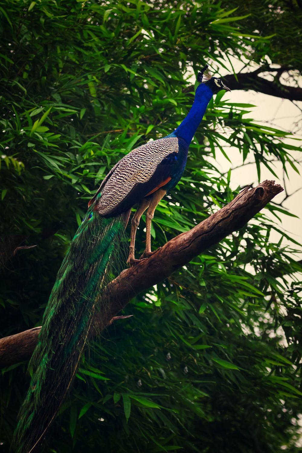1000x1500 Peacock Picture [HD]. Download Free Image