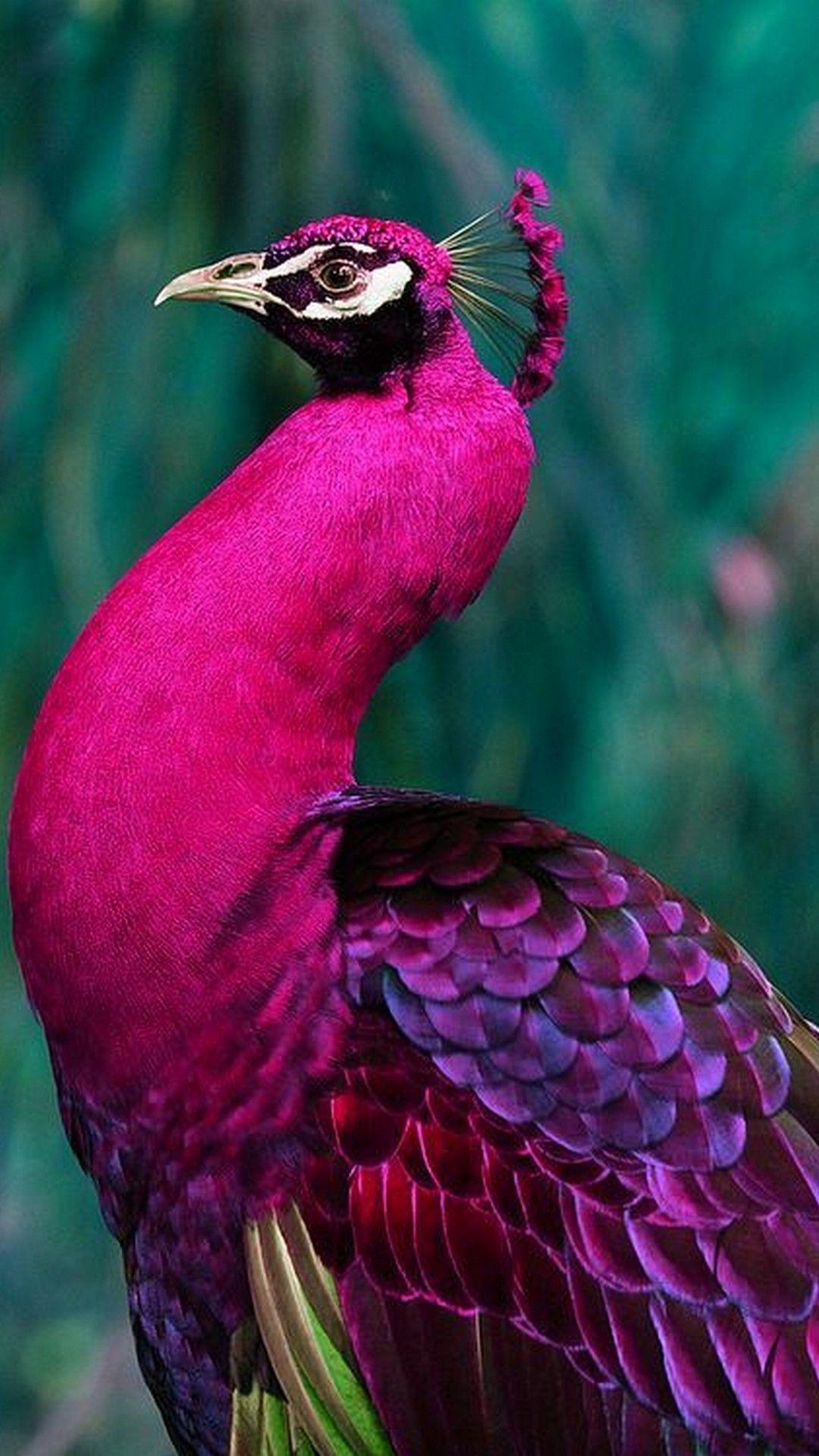 1080x1920 Purple Peacock Phone Wallpaper