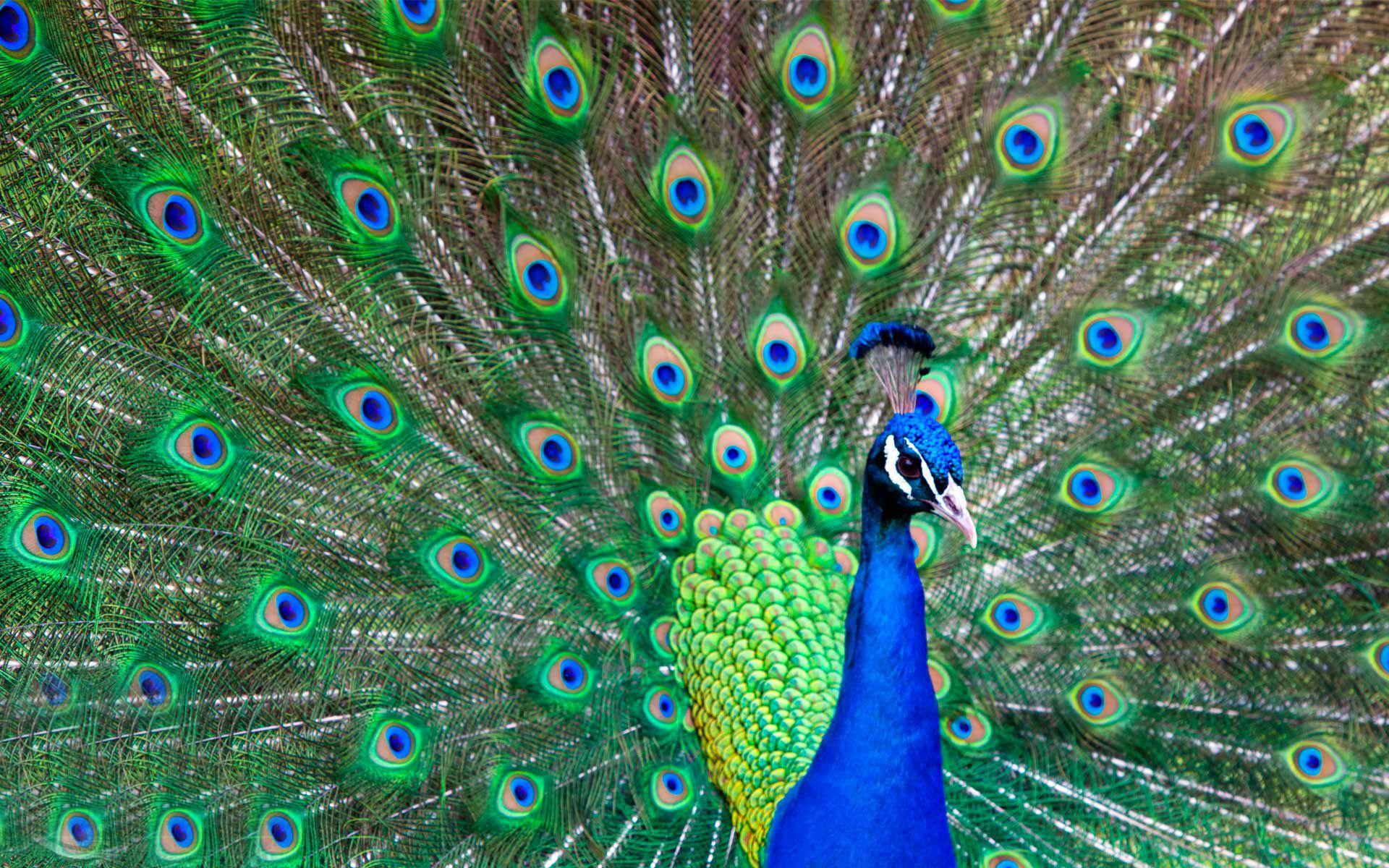 Black Peacock Wallpapers - Top Free Black Peacock Backgrounds - WallpaperAccess