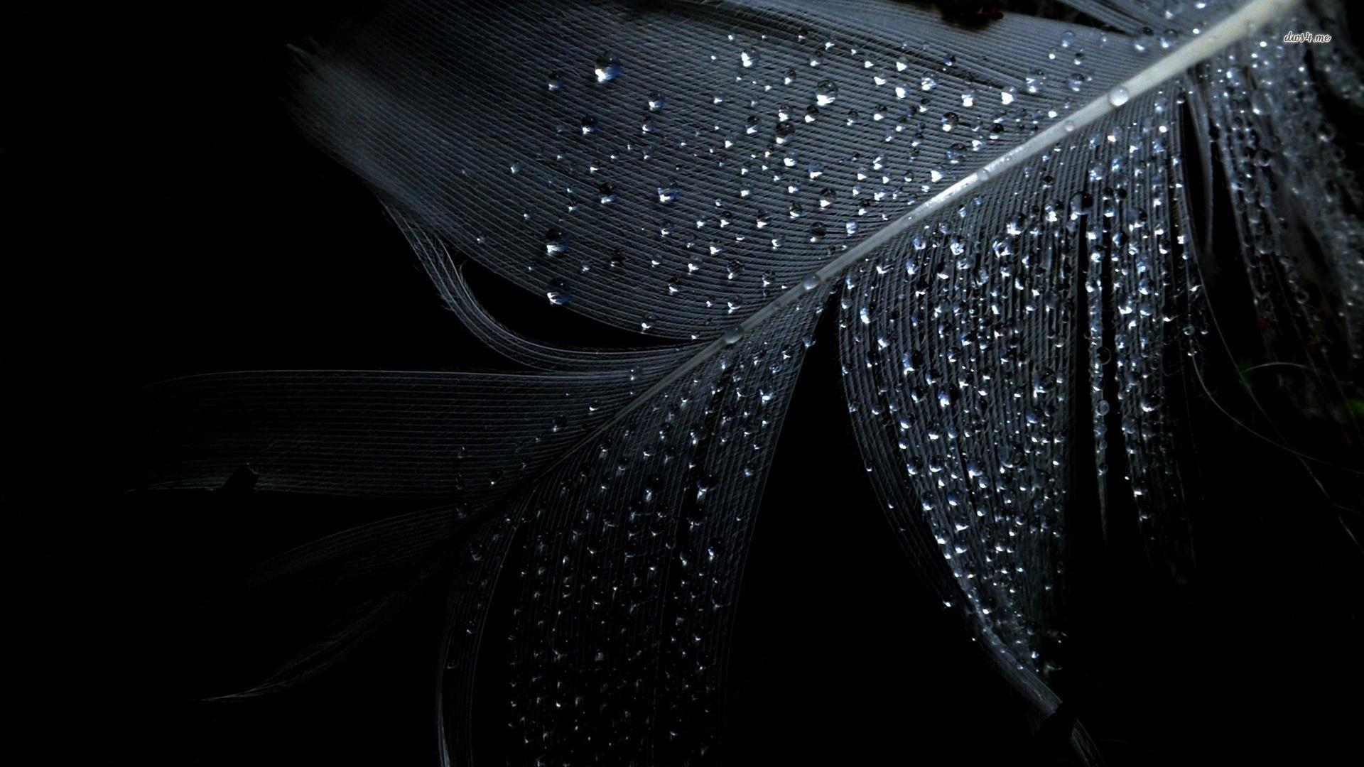 1920x1080 Black Feather Water Drops Wallpaper