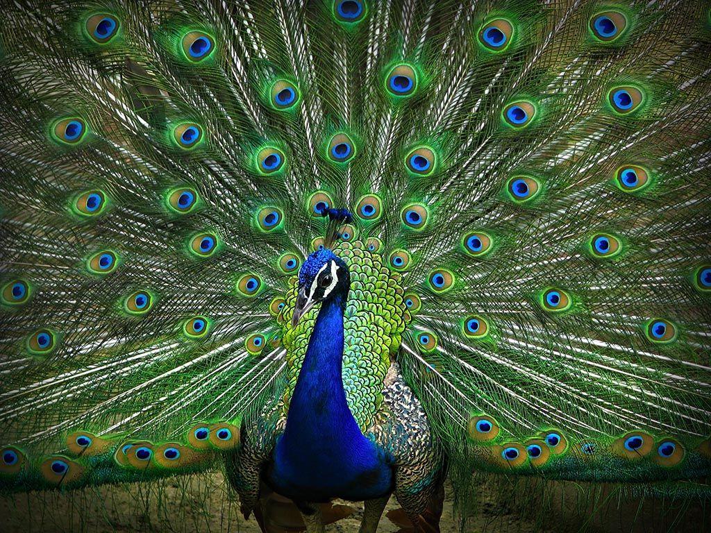 1024x768 Peacock Wallpaper HD Background
