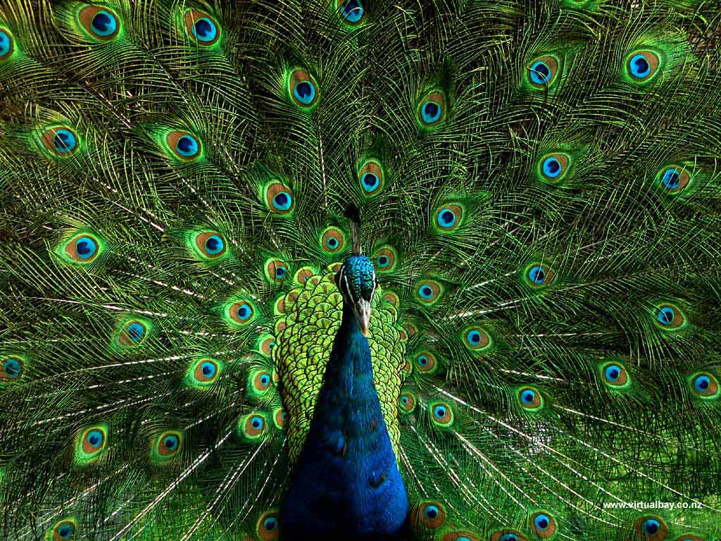 Black Peacock Wallpapers - Top Free Black Peacock Backgrounds - WallpaperAccess