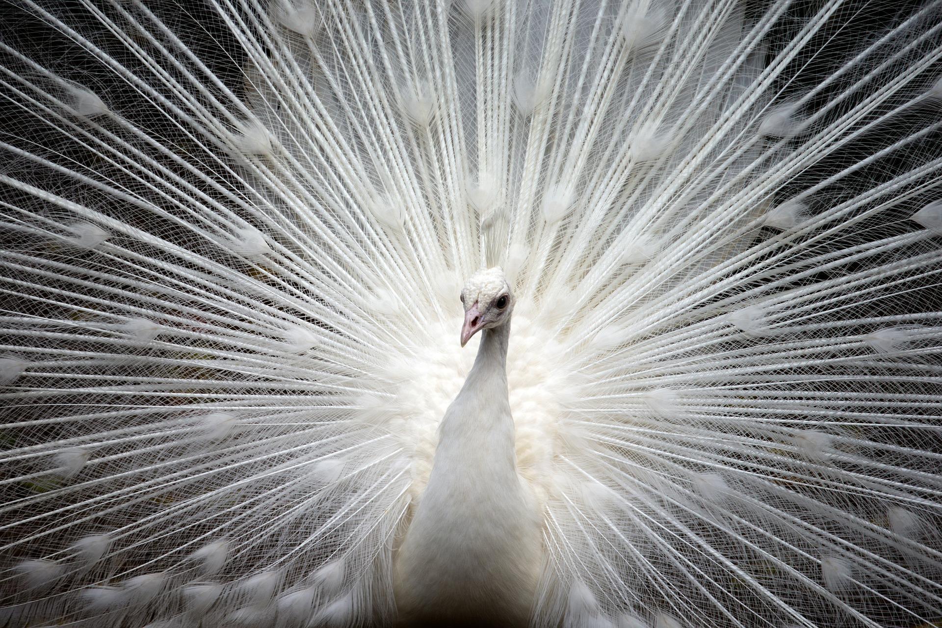 Black Peacock Wallpapers - Top Free Black Peacock Backgrounds - WallpaperAccess