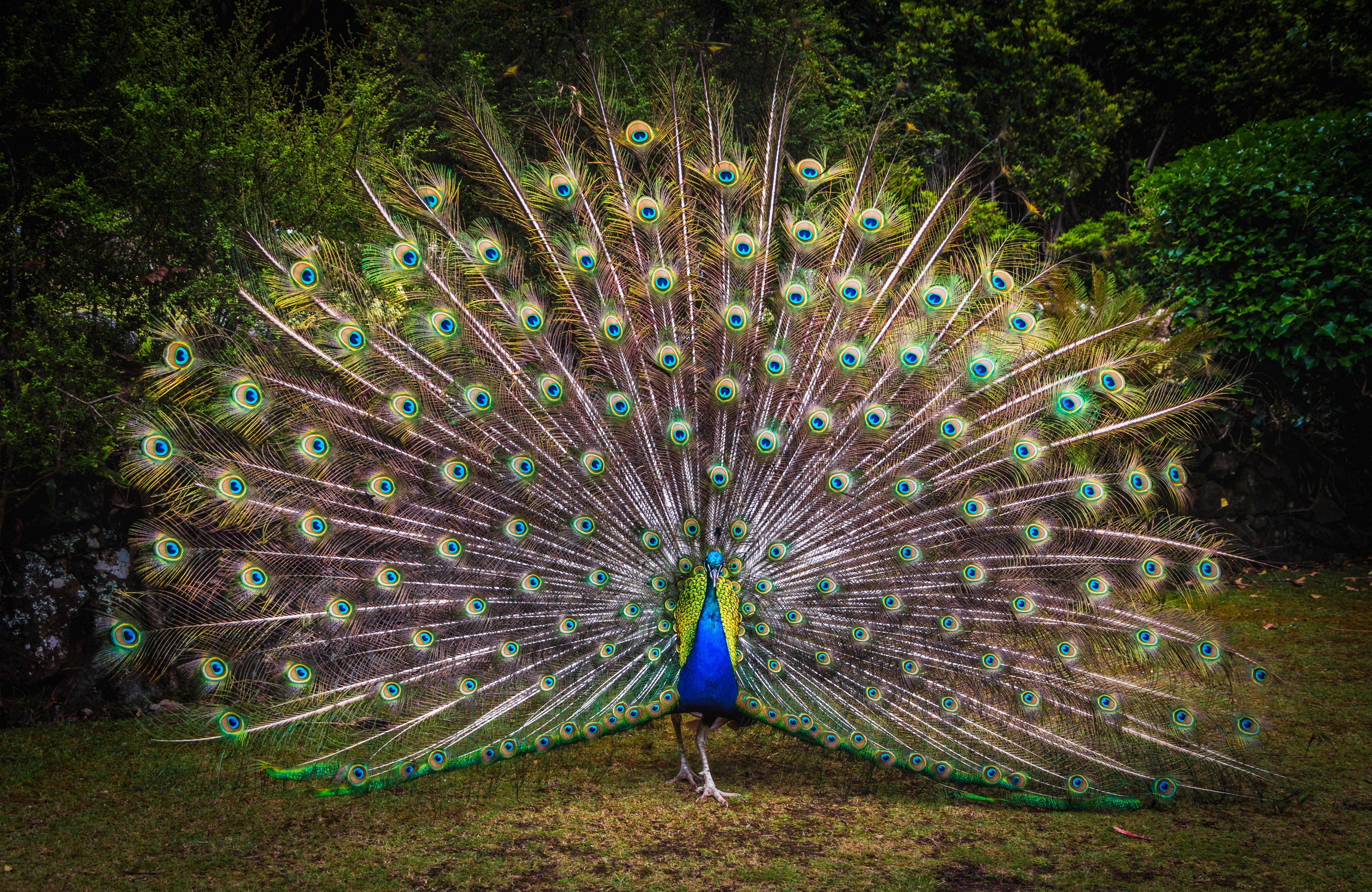 6000x3901 Peacock Wallpaper 4K, Green Grass, Beautiful, Green Feathers, Bird, Animals