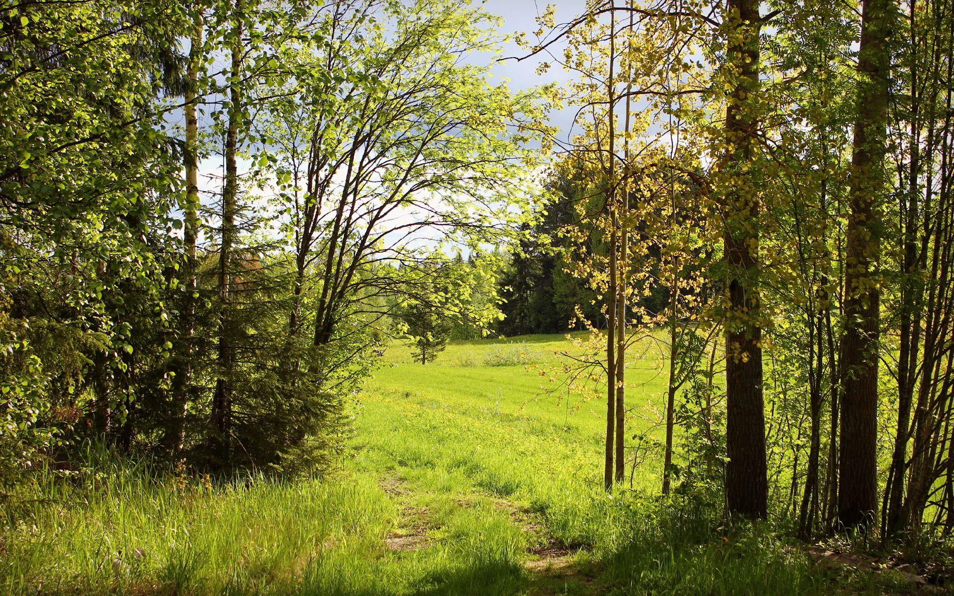 1920x1200 Summer forest meadow